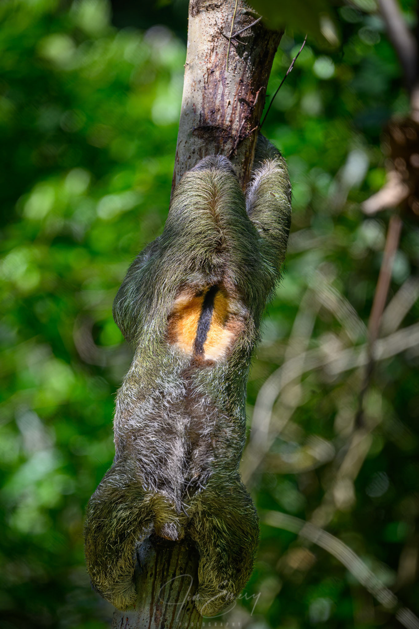 Male Three-toed Sloth Hugging Tree