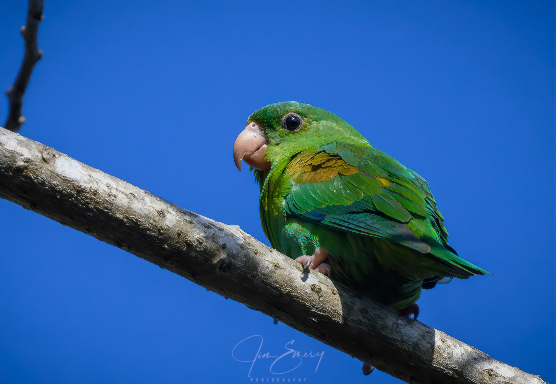 Orange-chinned Parakeet