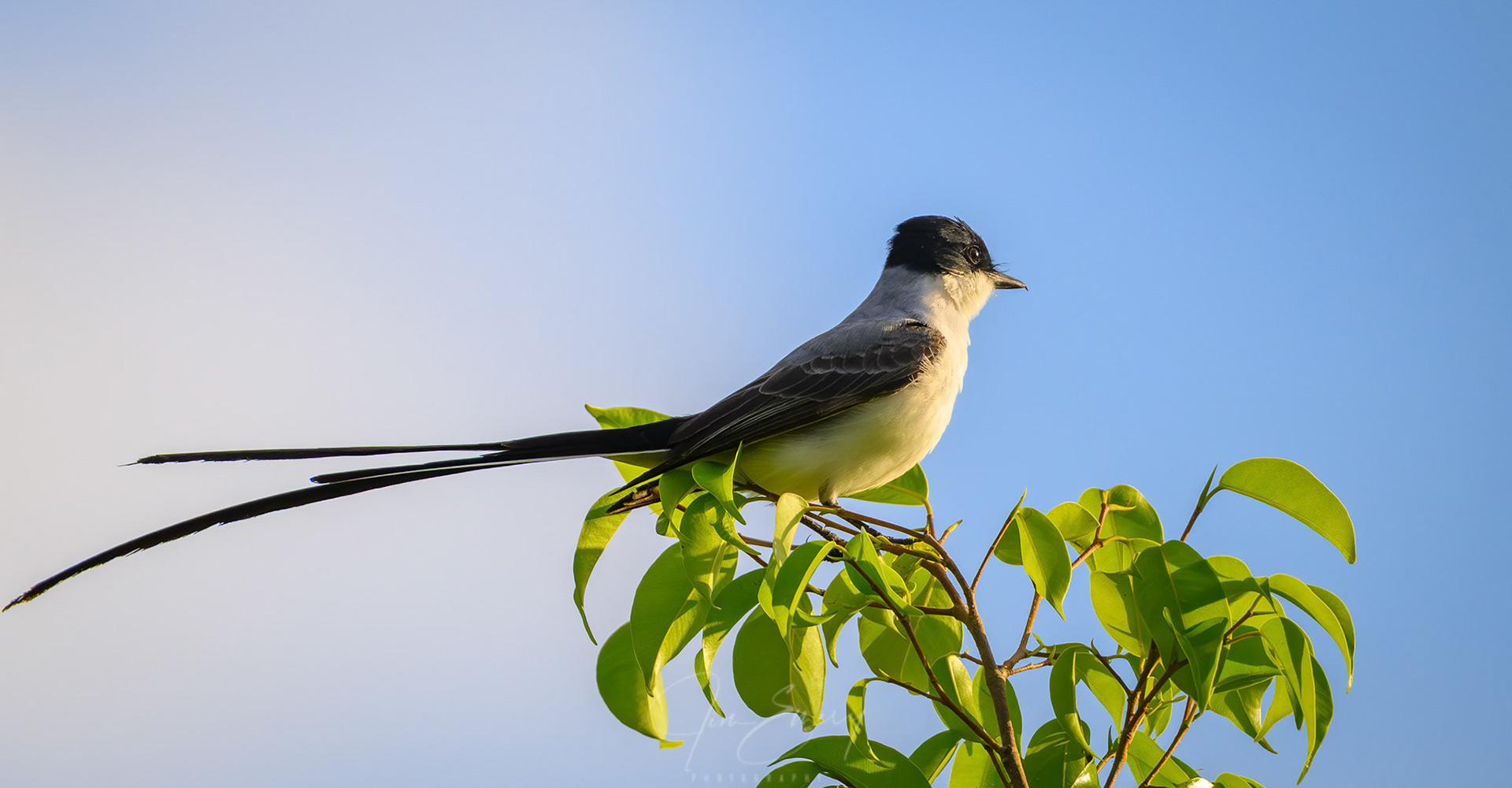Fork-tailed Flycatcher