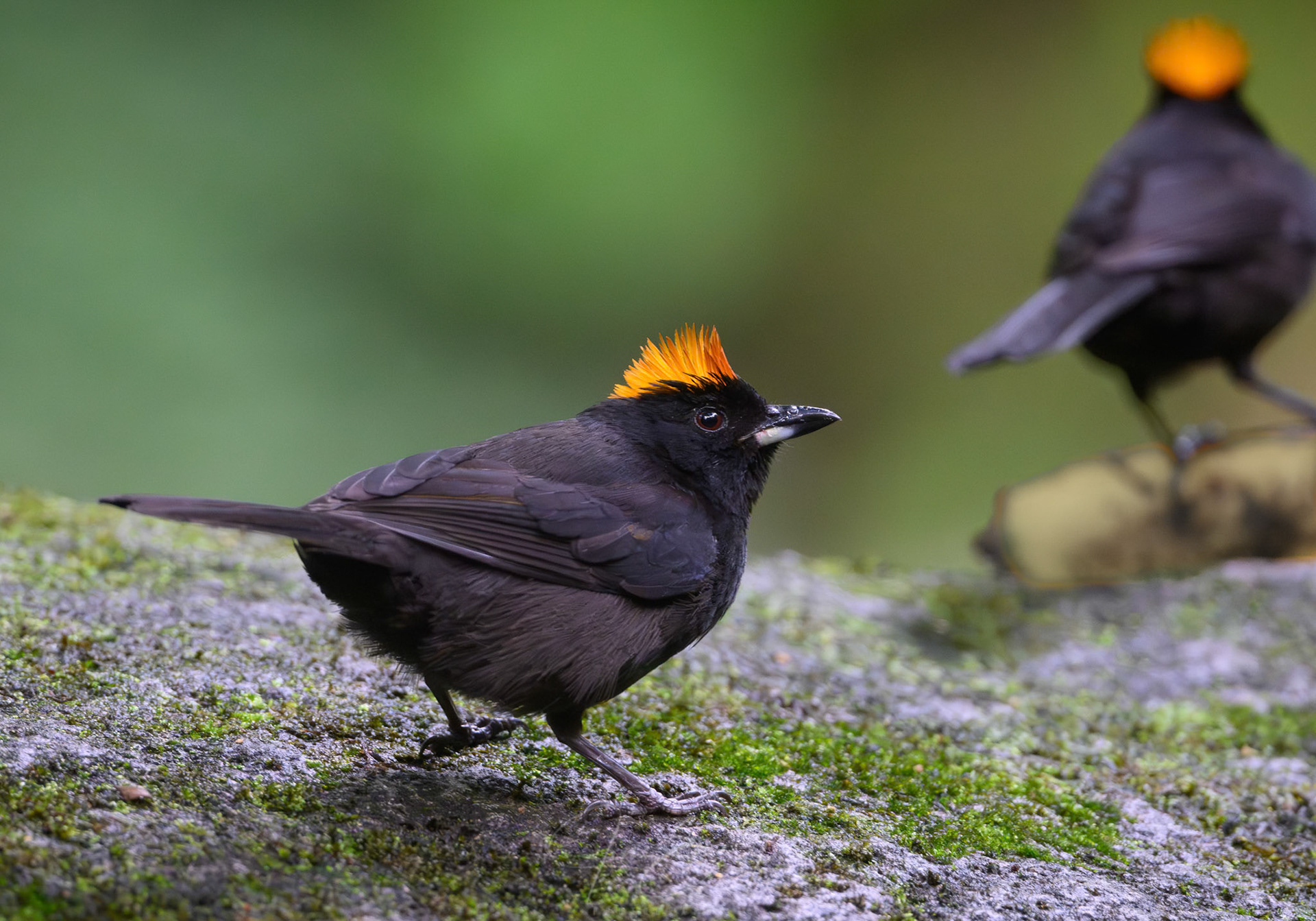 Tawny-crested Tanager