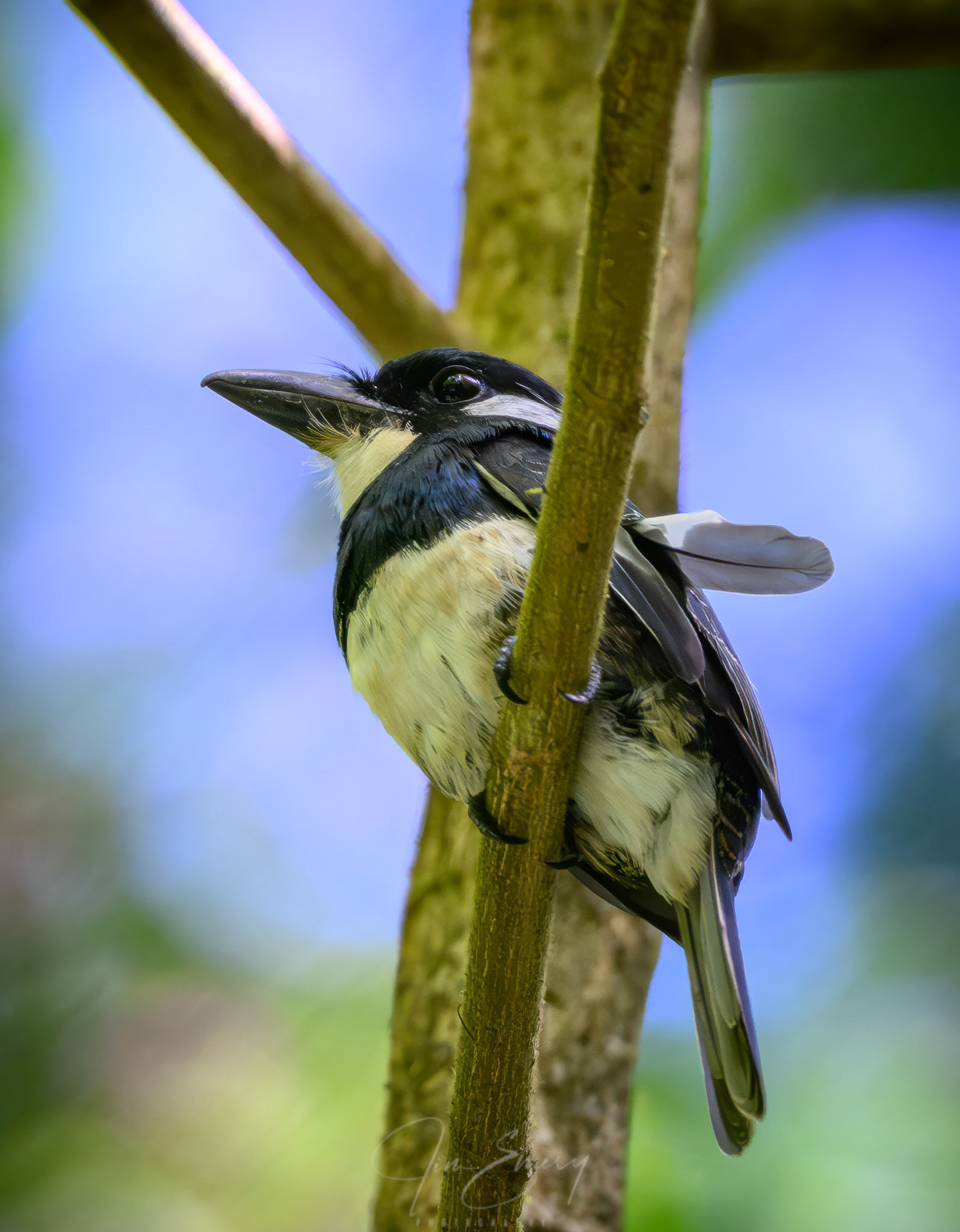 Black-breasted Puffbird
