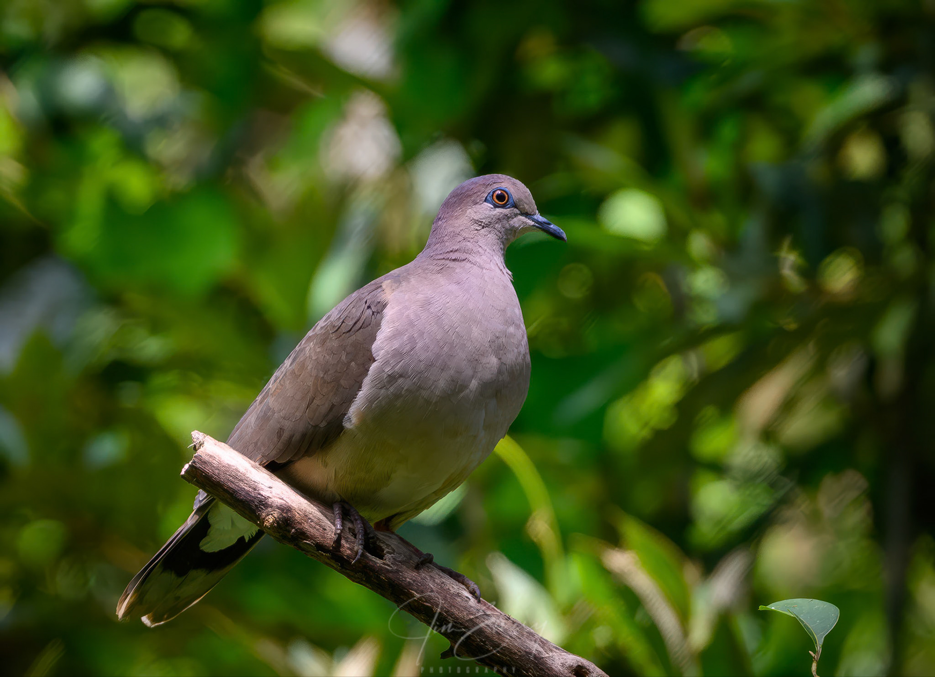 White-tipped Dove