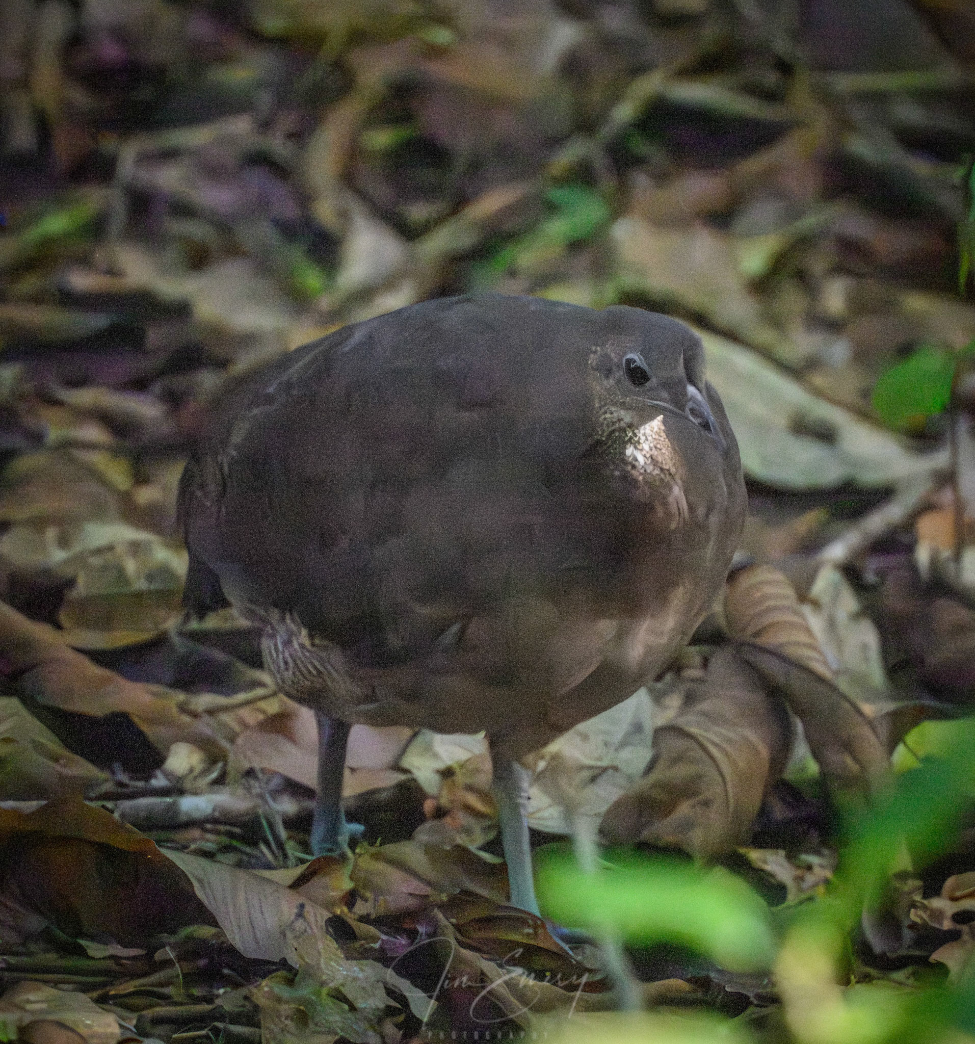 Great Tinamou