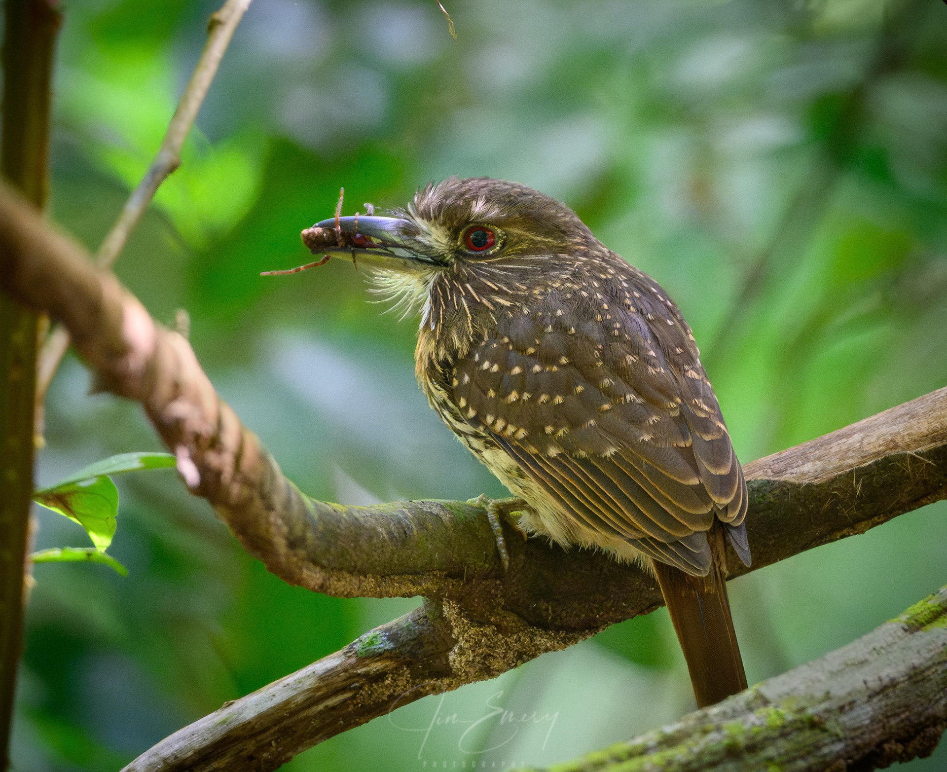 White-whiskered Puffbird with Spider