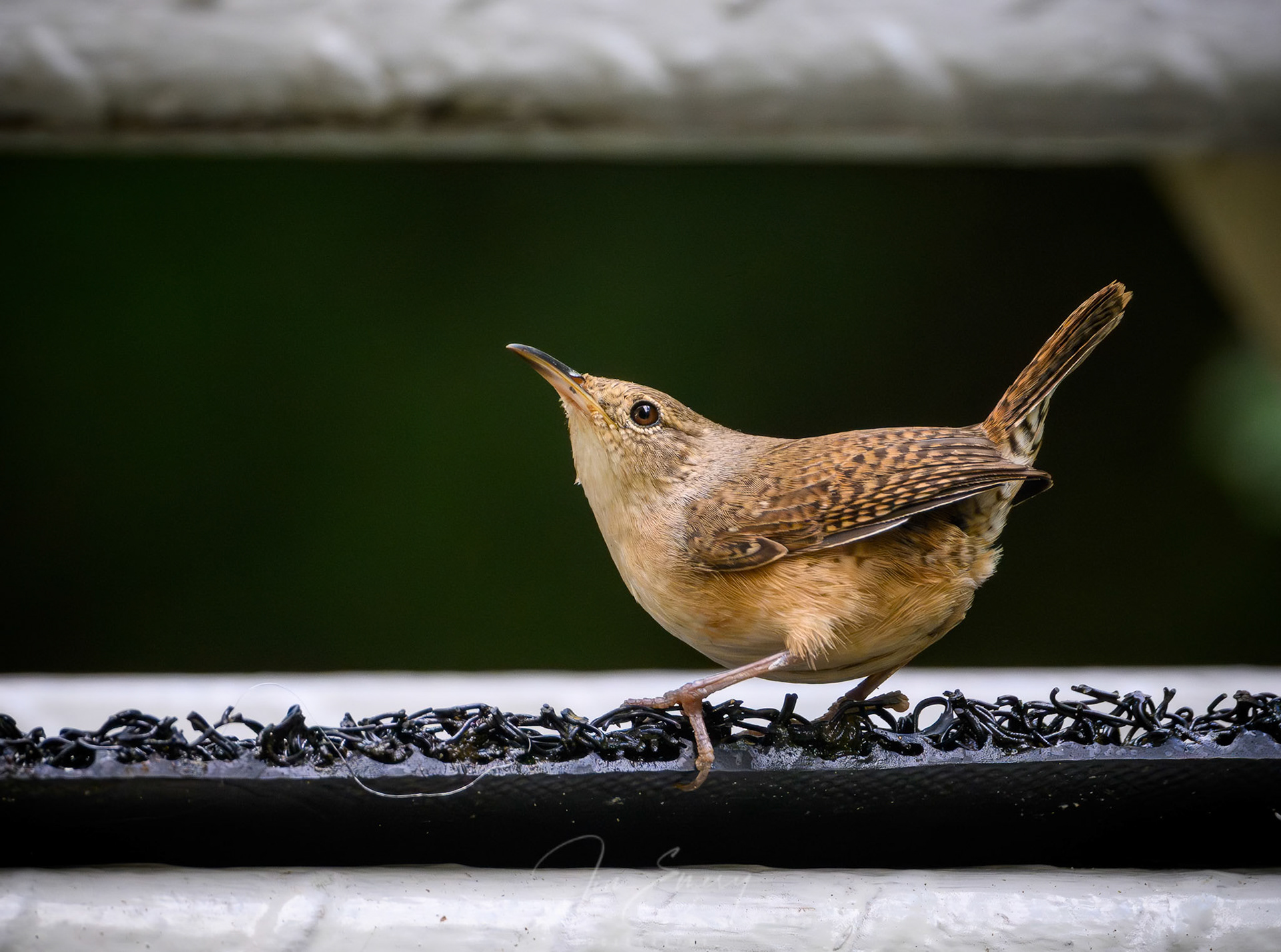 Southern House Wren