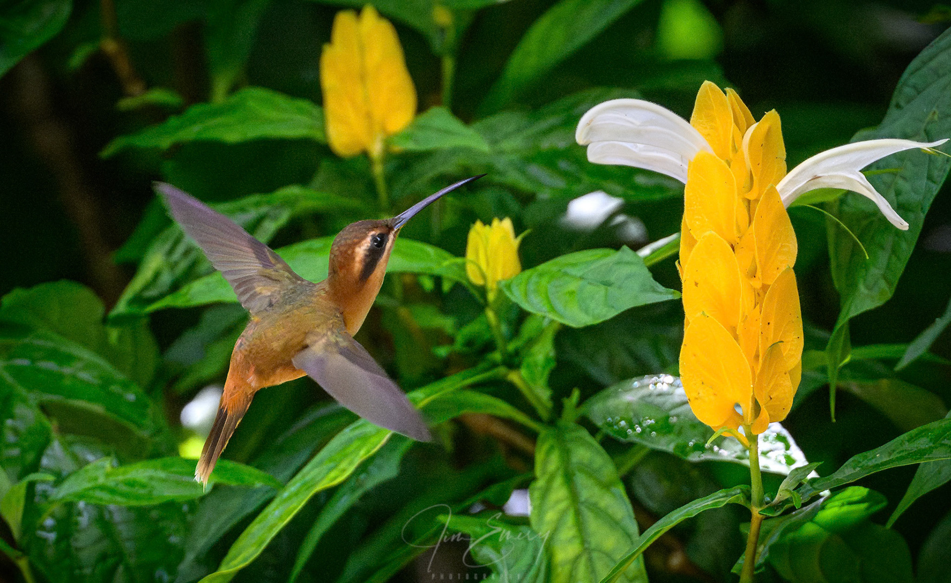 Stripe-throated Hermit on Golden Shrimp Plant