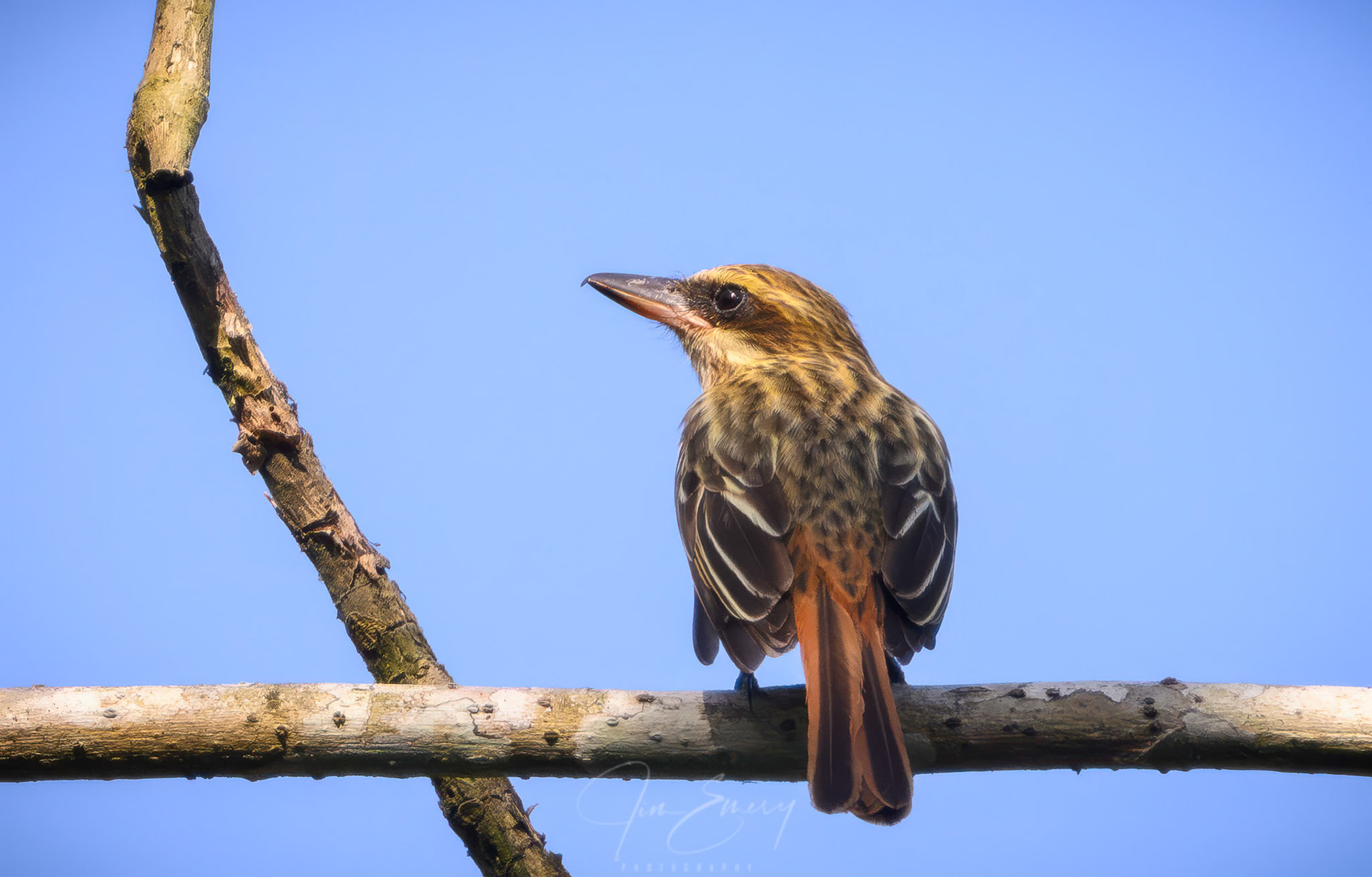 Streaked Flycatcher Dorsal View