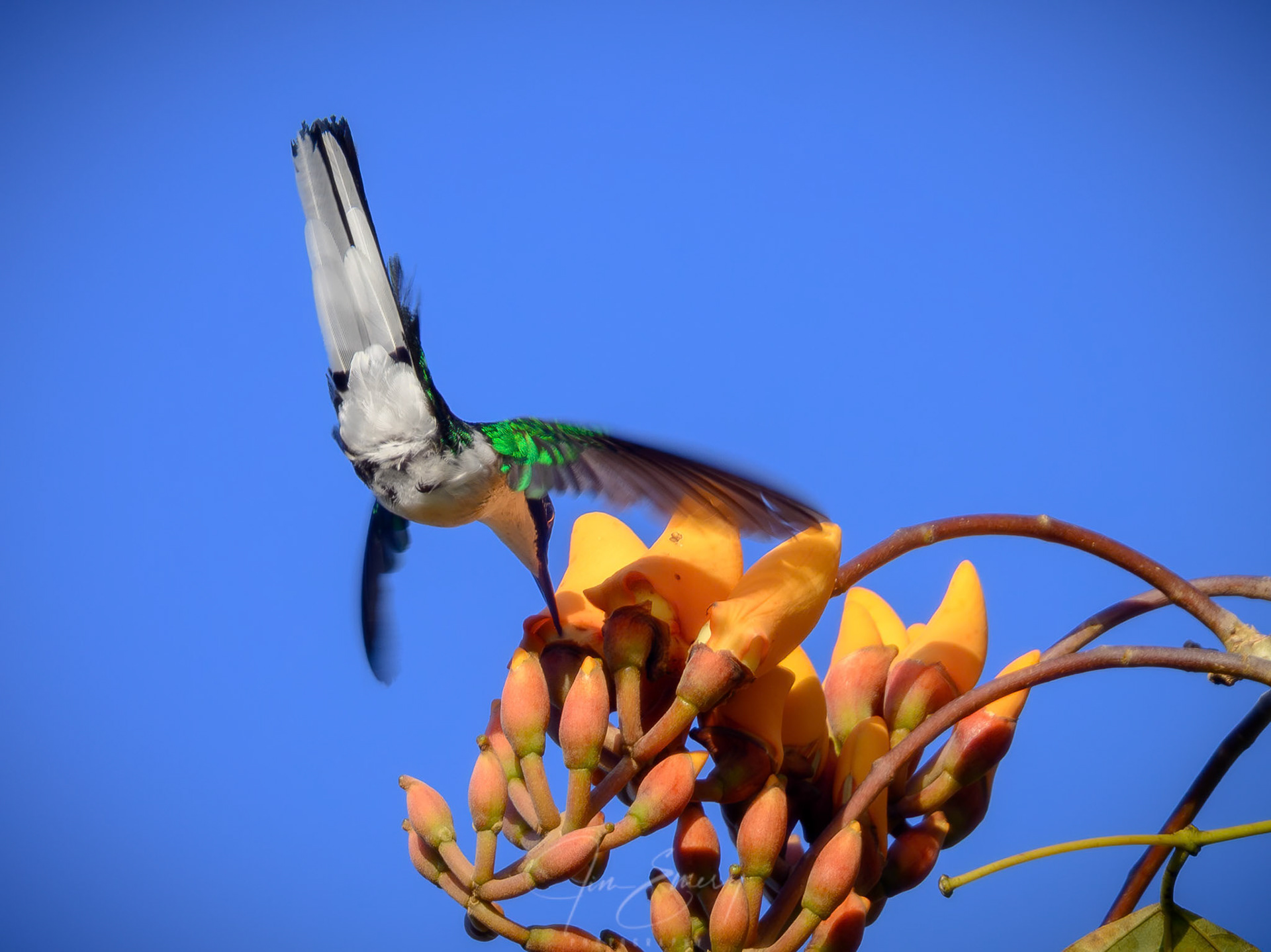 Purple-crowned Fairy