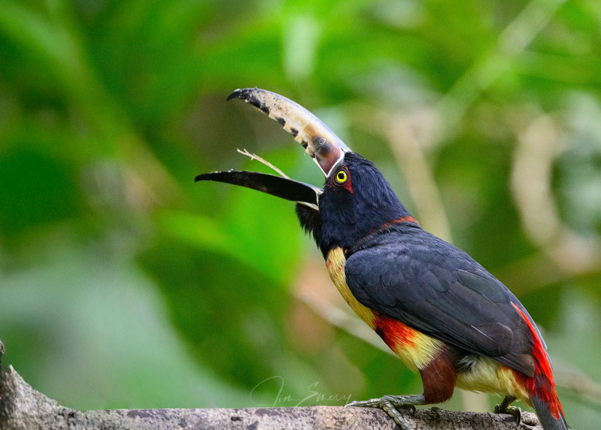 Collared Aracari