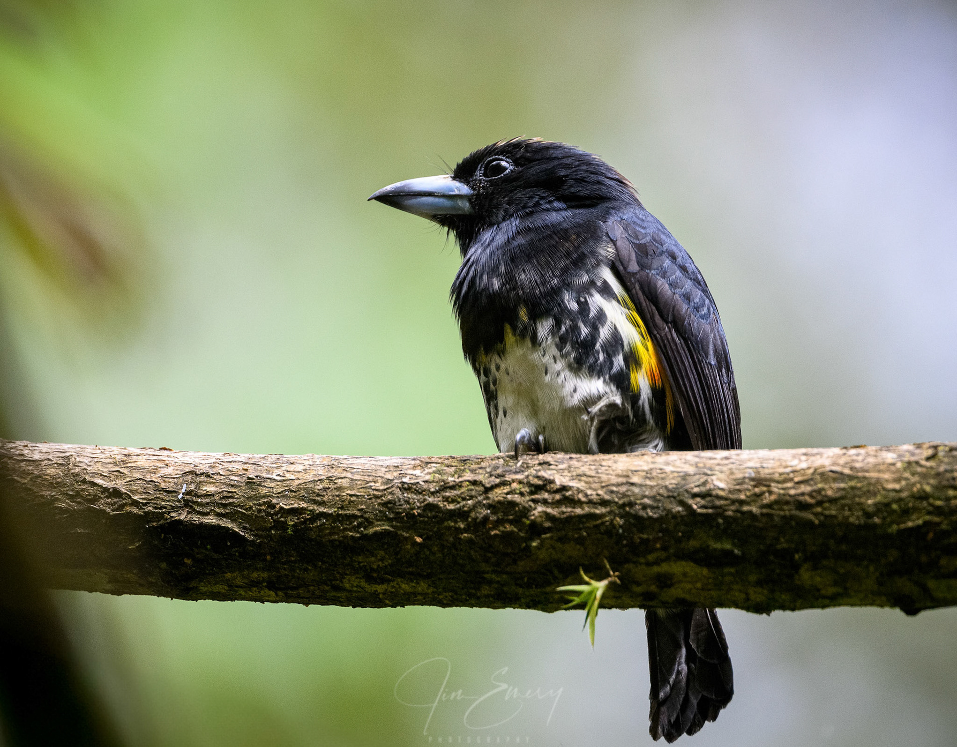 Spot-crowned Barbet