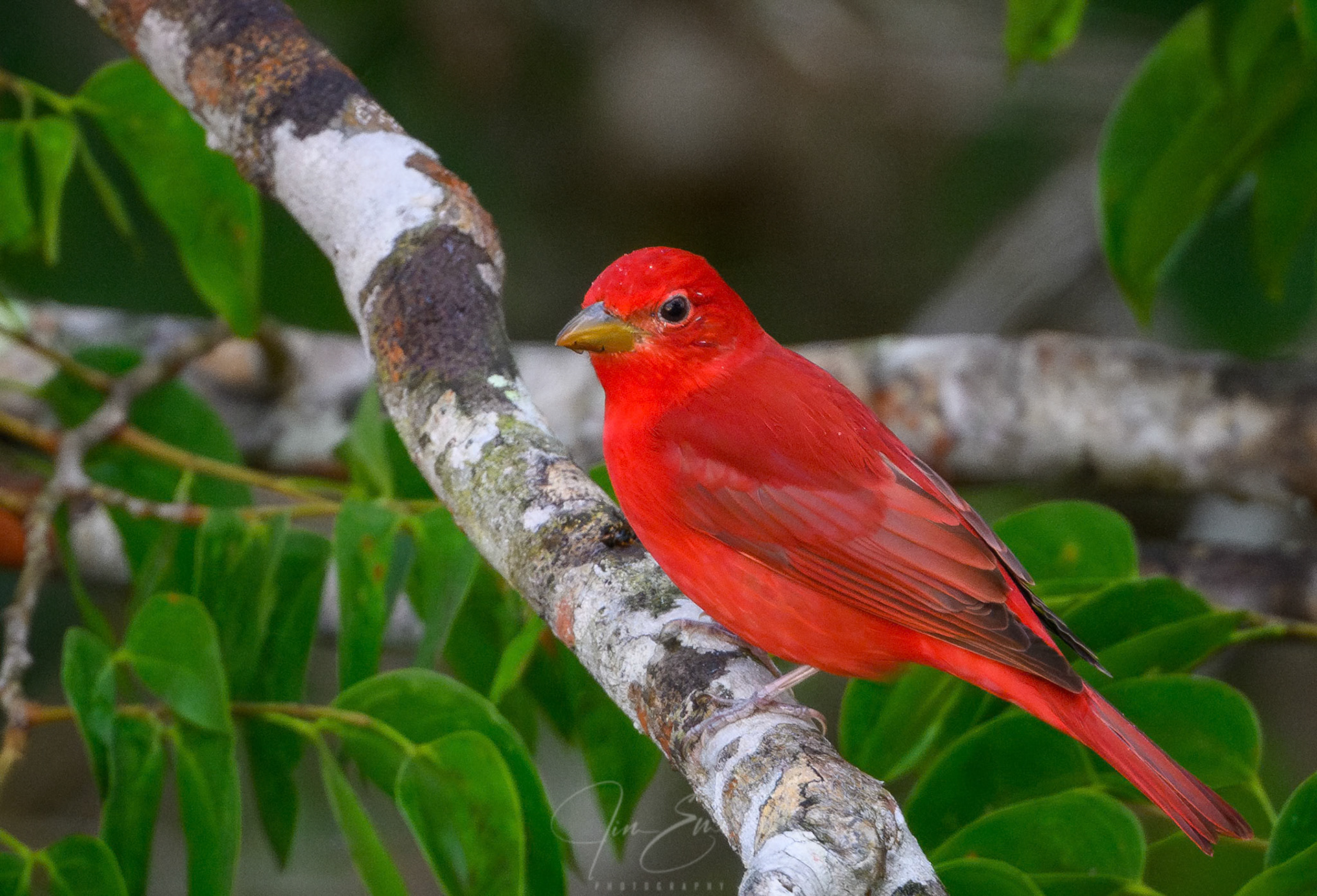 Male Summer Tanager