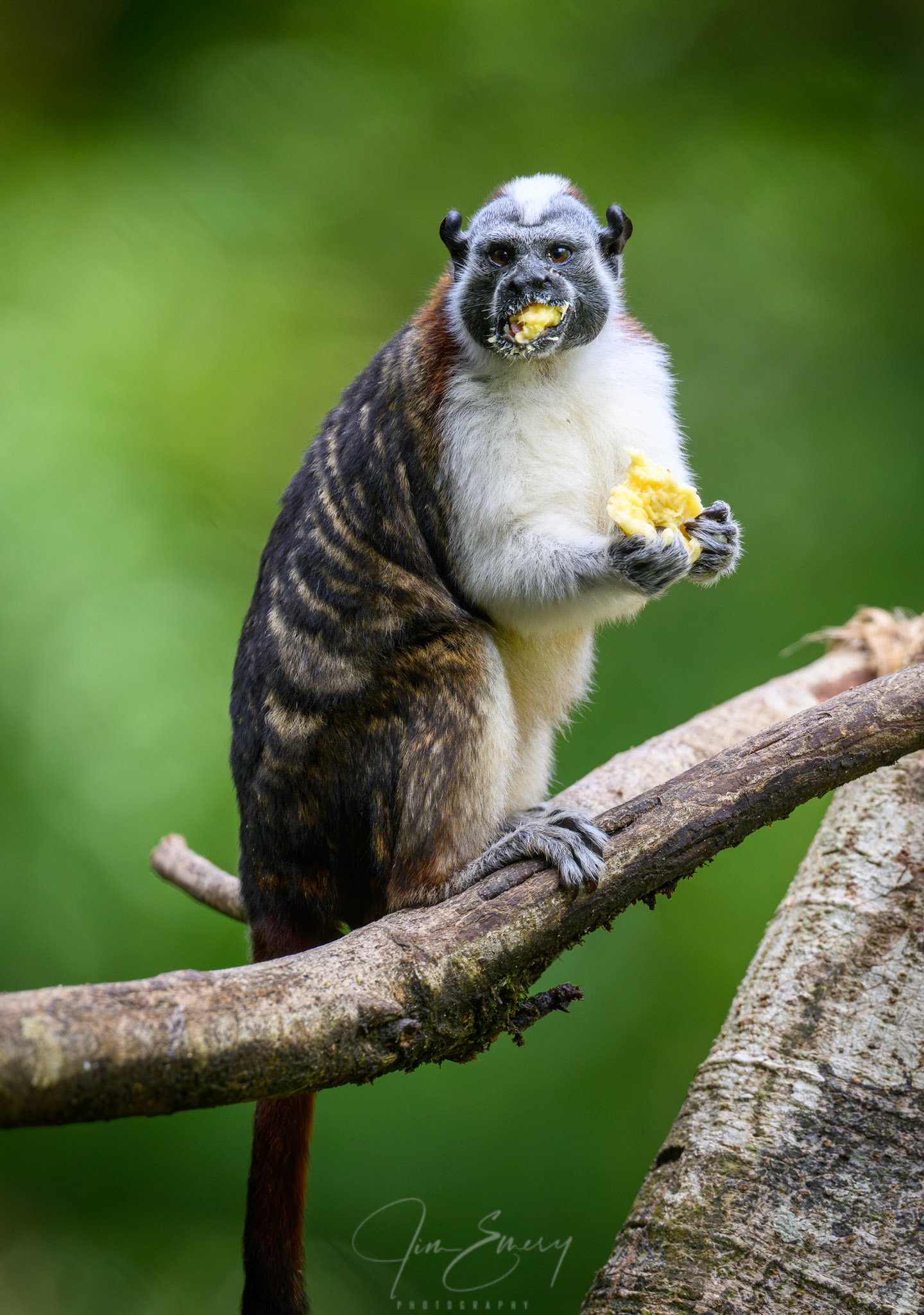 Geoffroy’s Tamarin Monkey