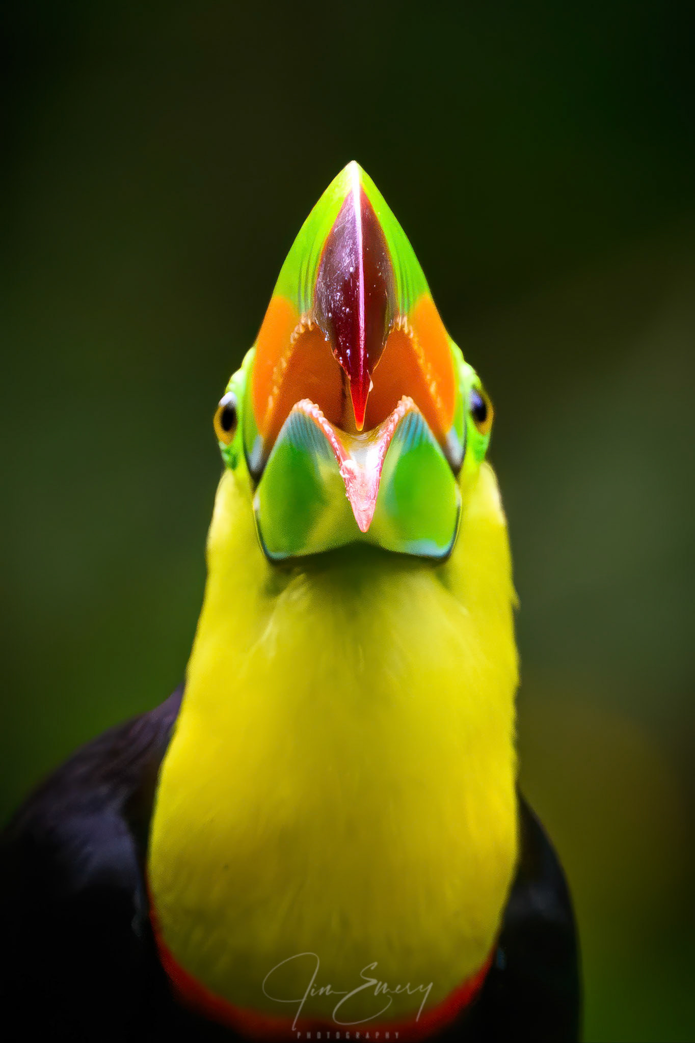 Keel-billed Toucan