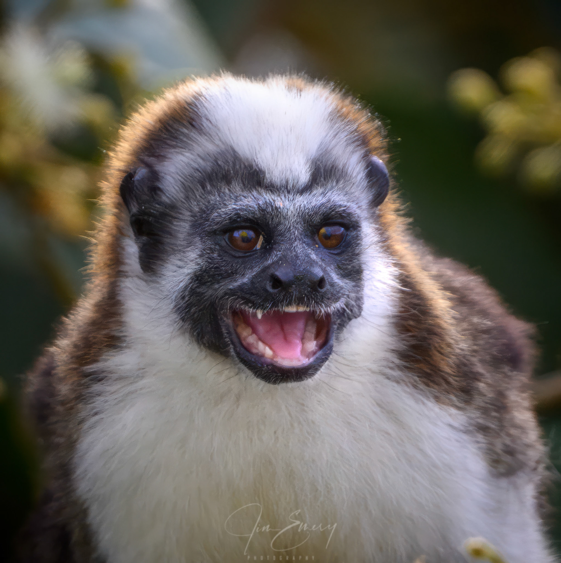 Geoffroy's Tamarin Monkey