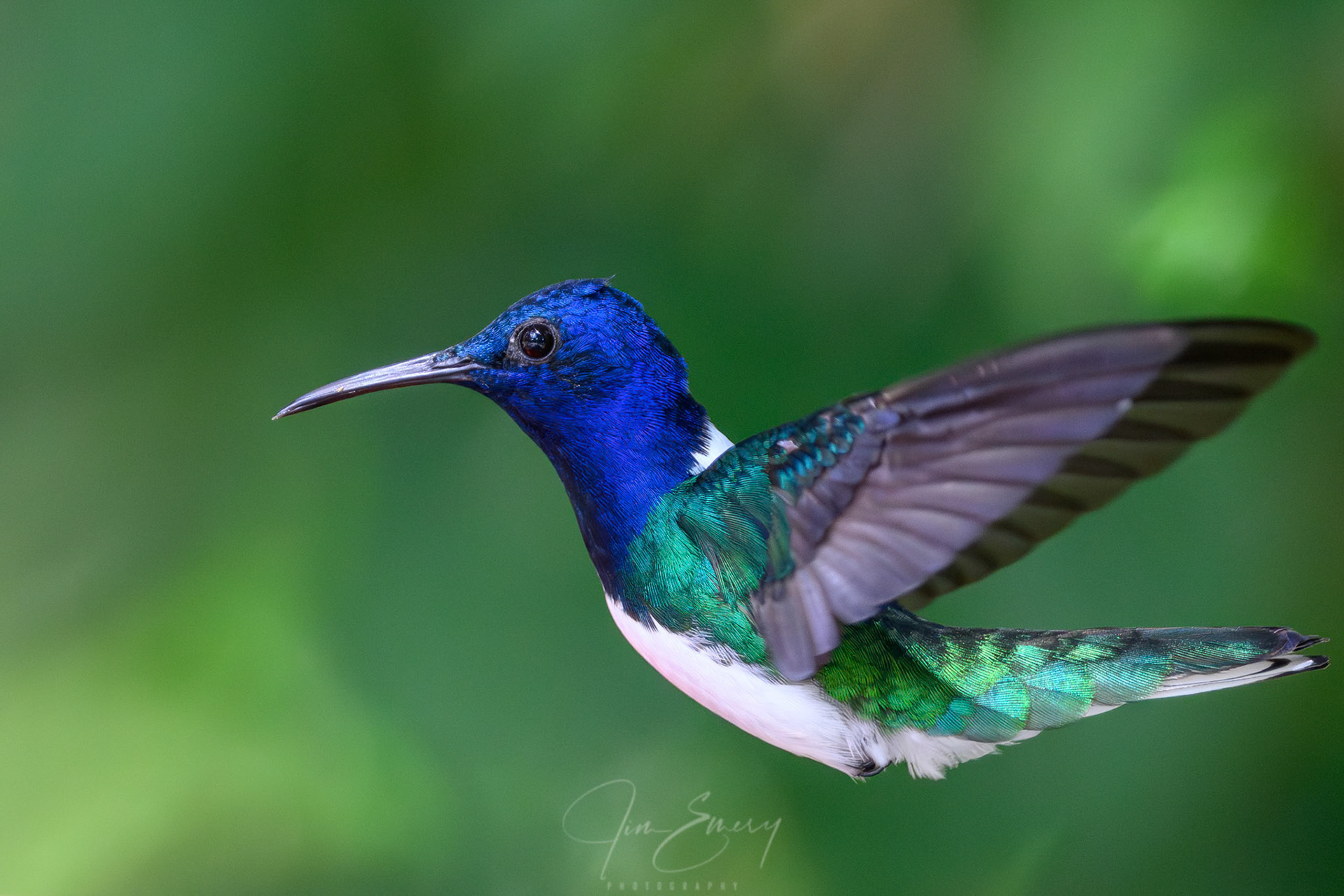 Male White-necked Jacobin