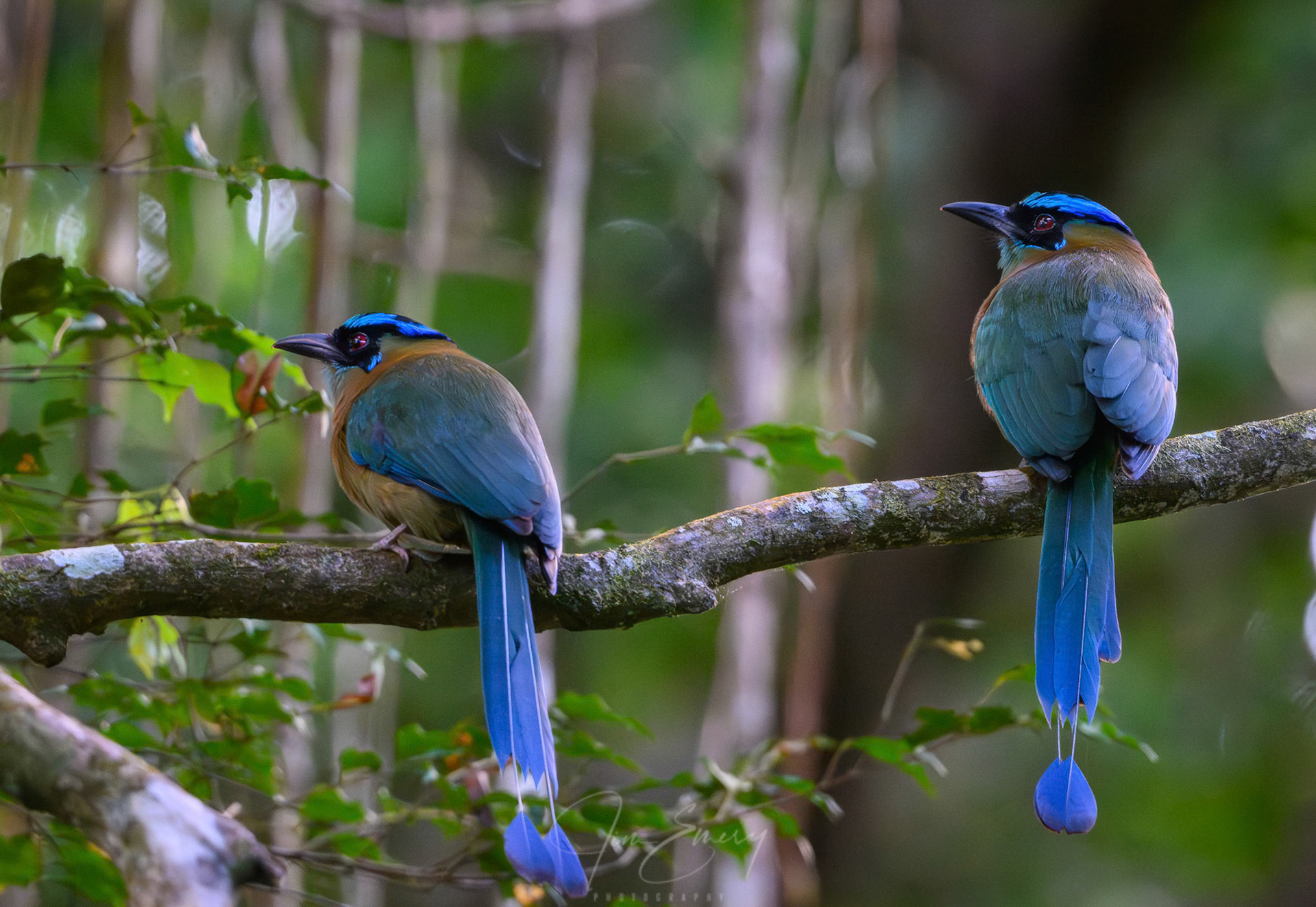 Pair of Lesson's Motmots