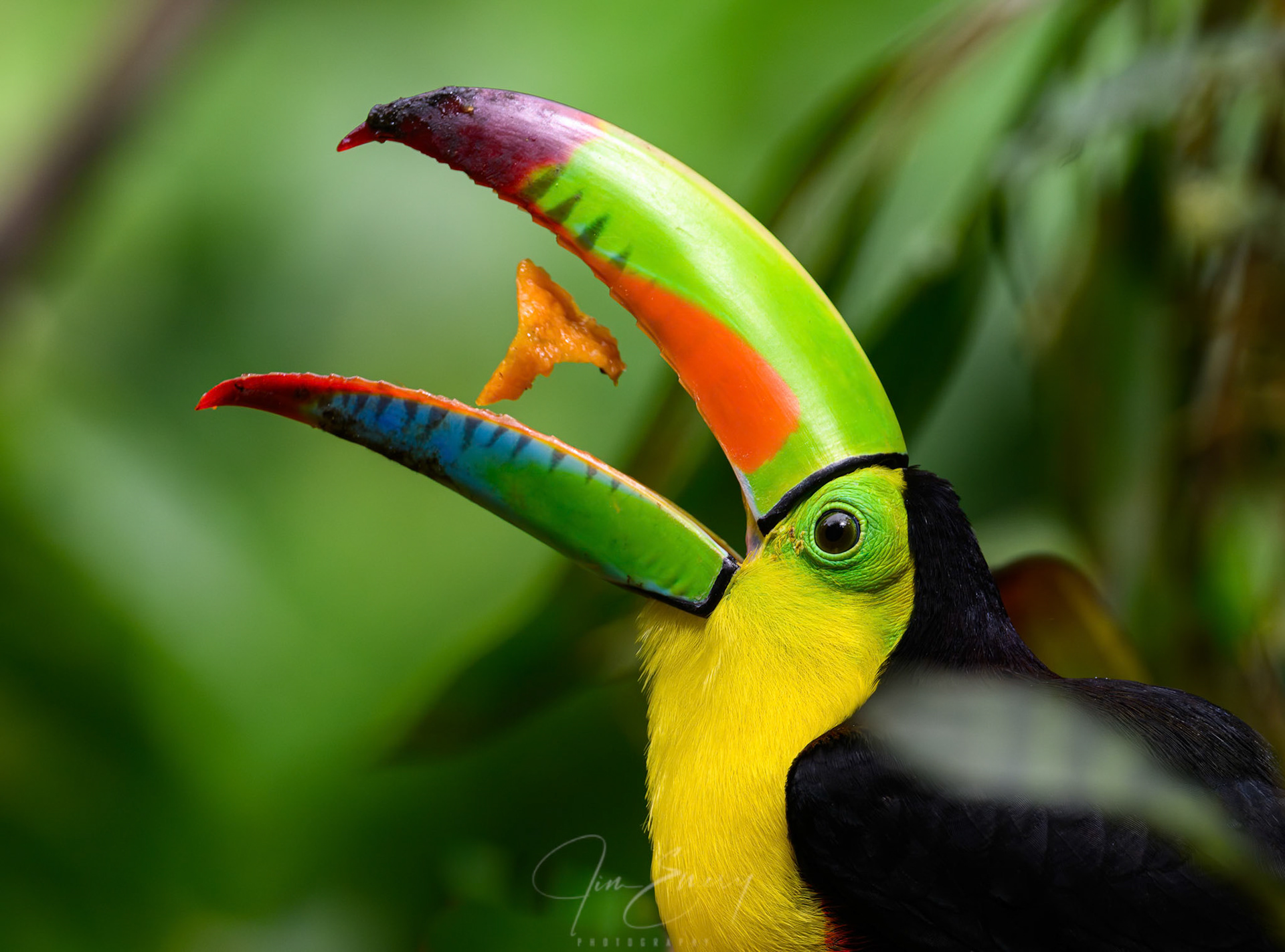 Keel-billed Toucan