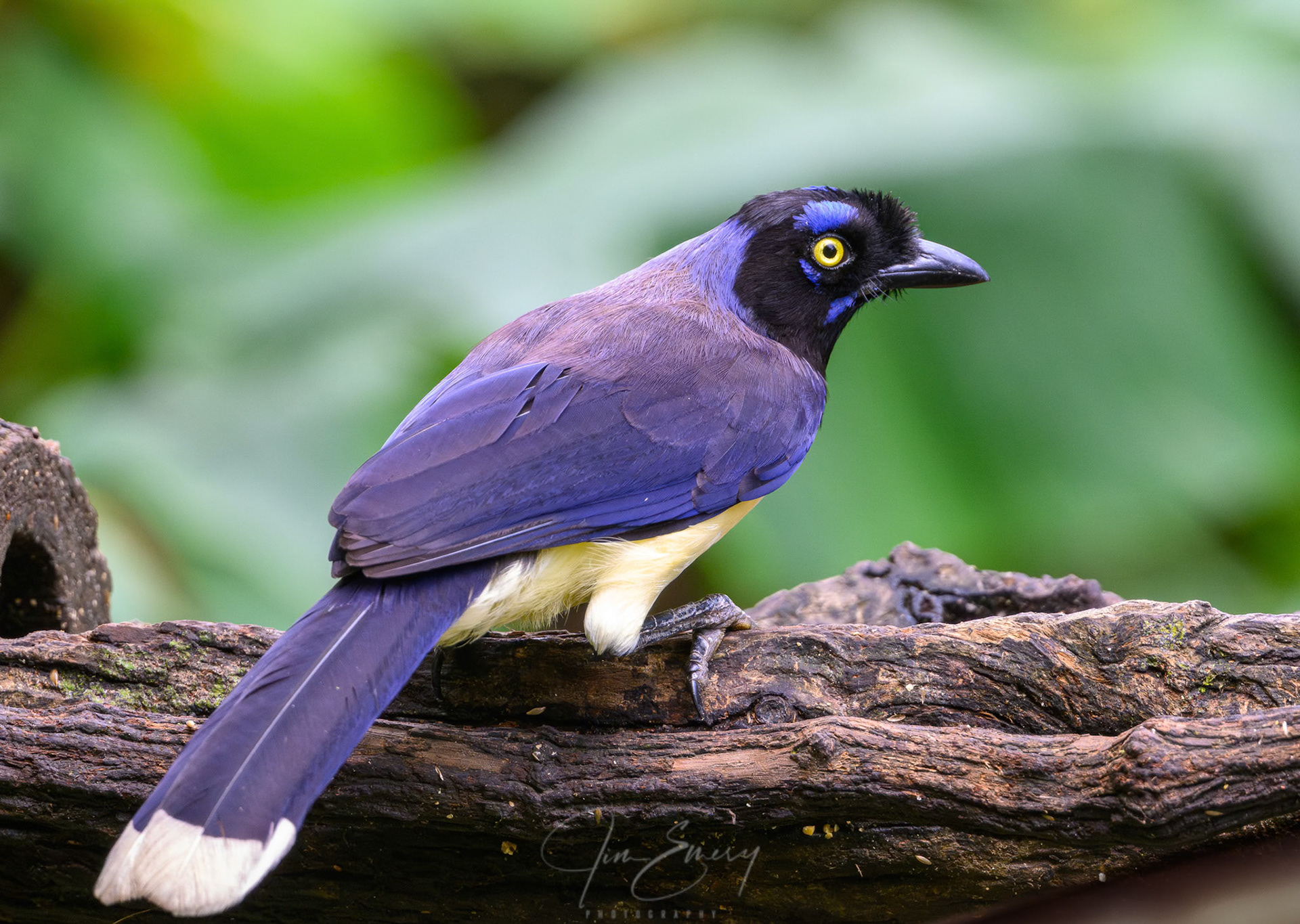 Black-chested Jay