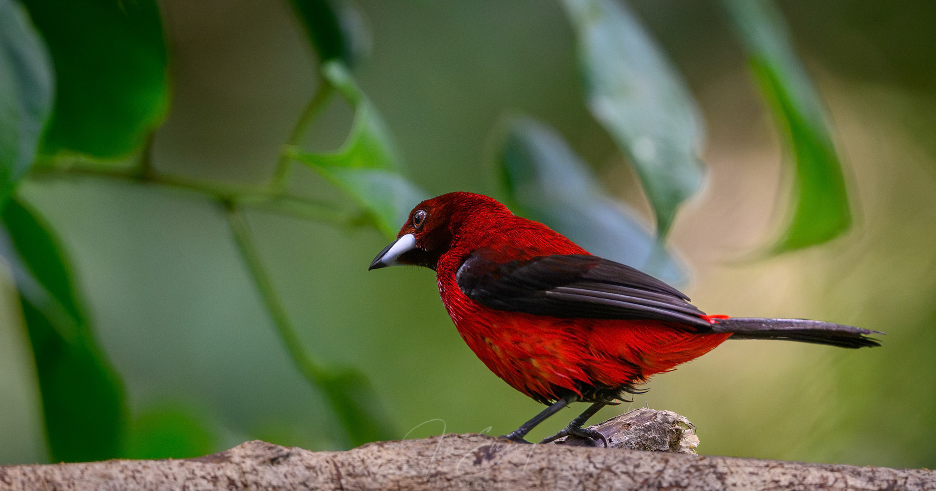 Crimson-backed Tanager