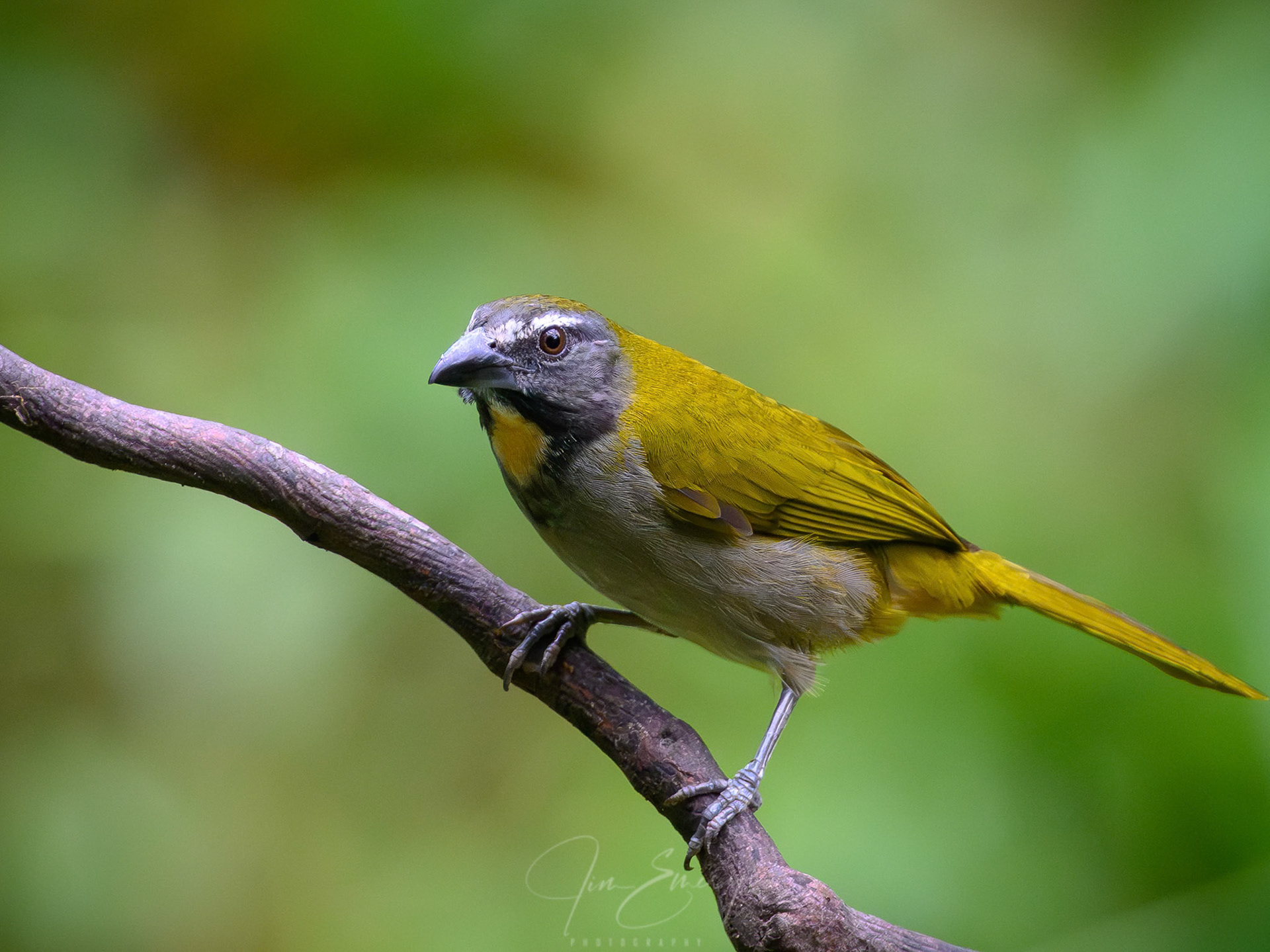 Buff-throated Saltator