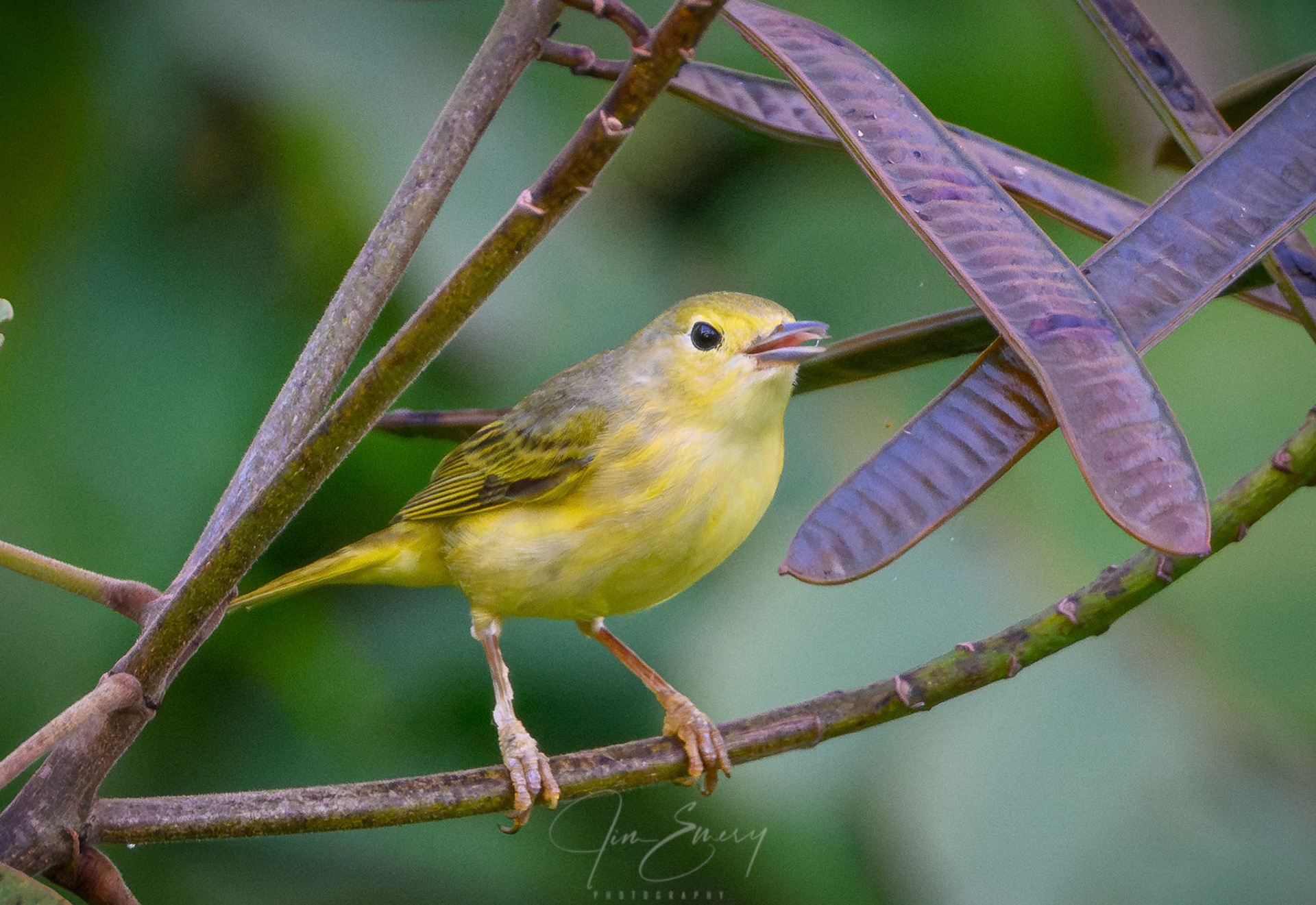 Yellow Warbler
