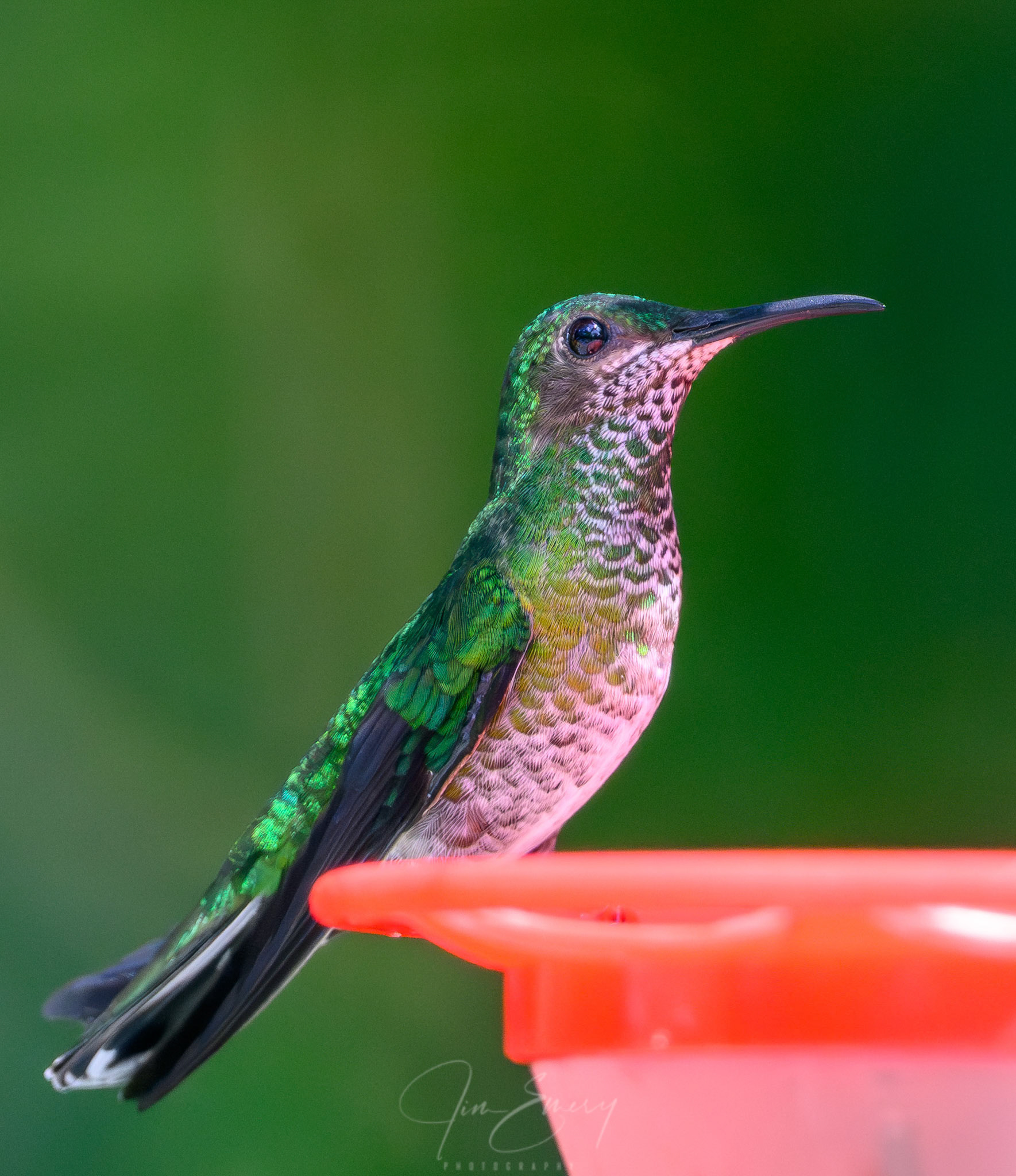 Female White-necked Jacobin