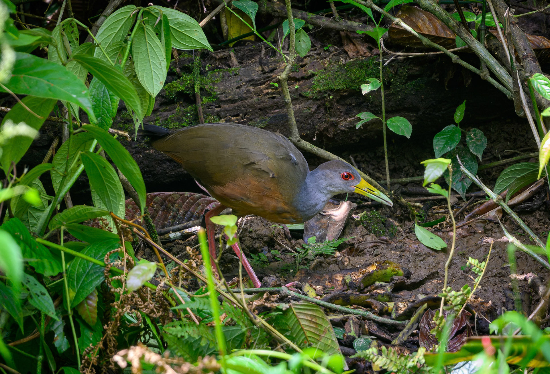 Gray-cowled Wood-Rail
