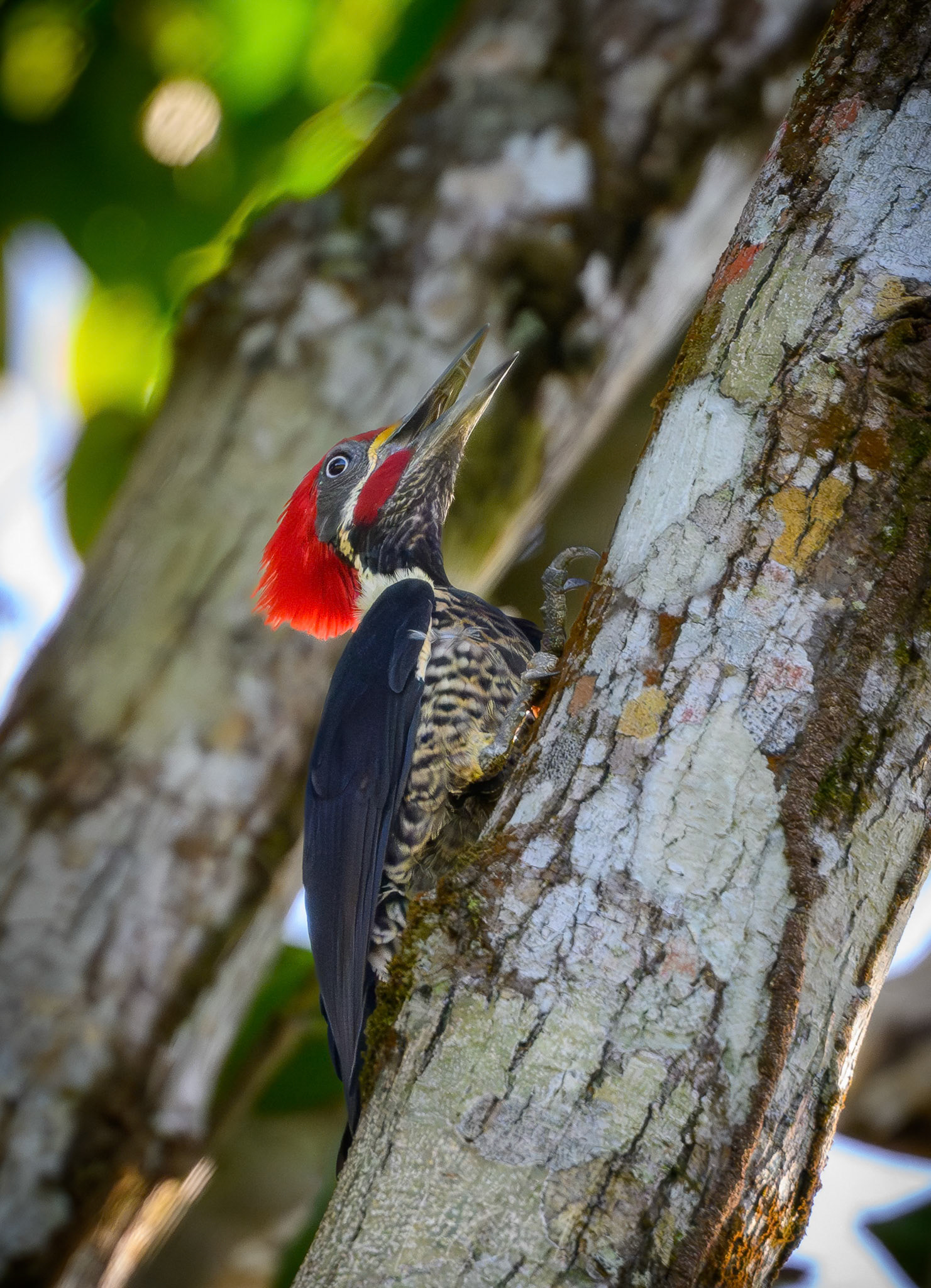 Lineated Woodpecker