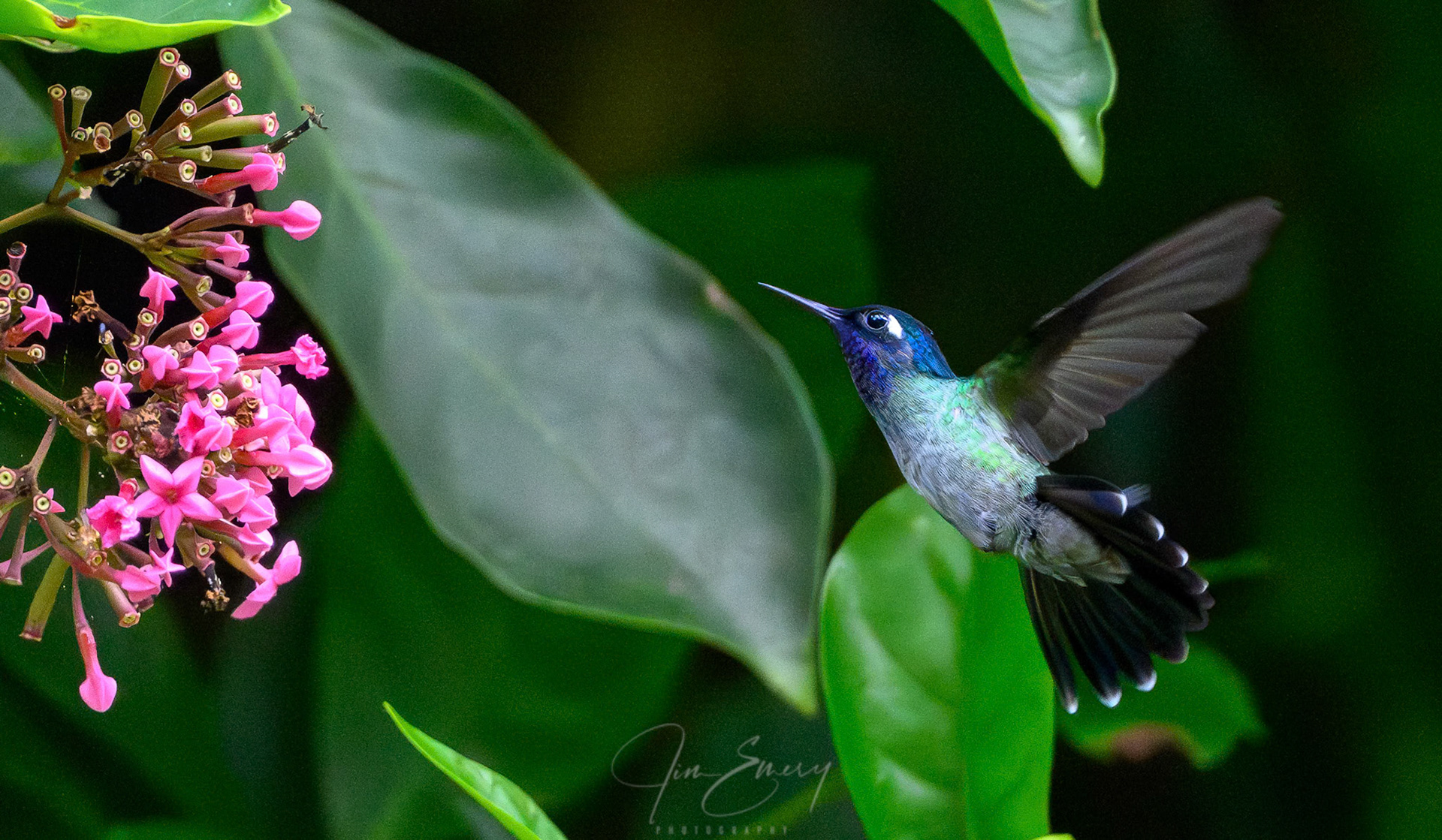 Violet-headed Hummingbird (Klais guimeti)