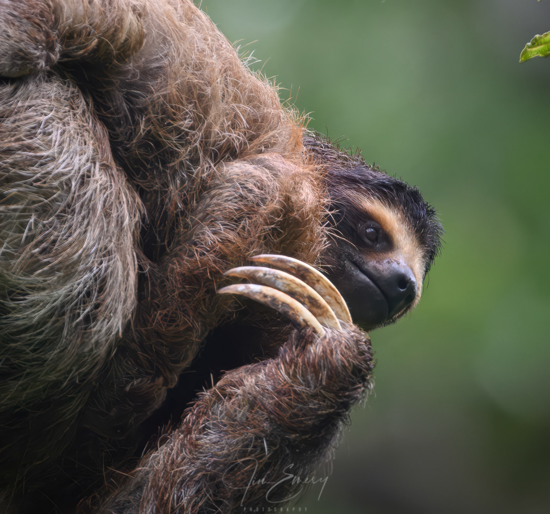 Baby's Head and Mama's Three Toes