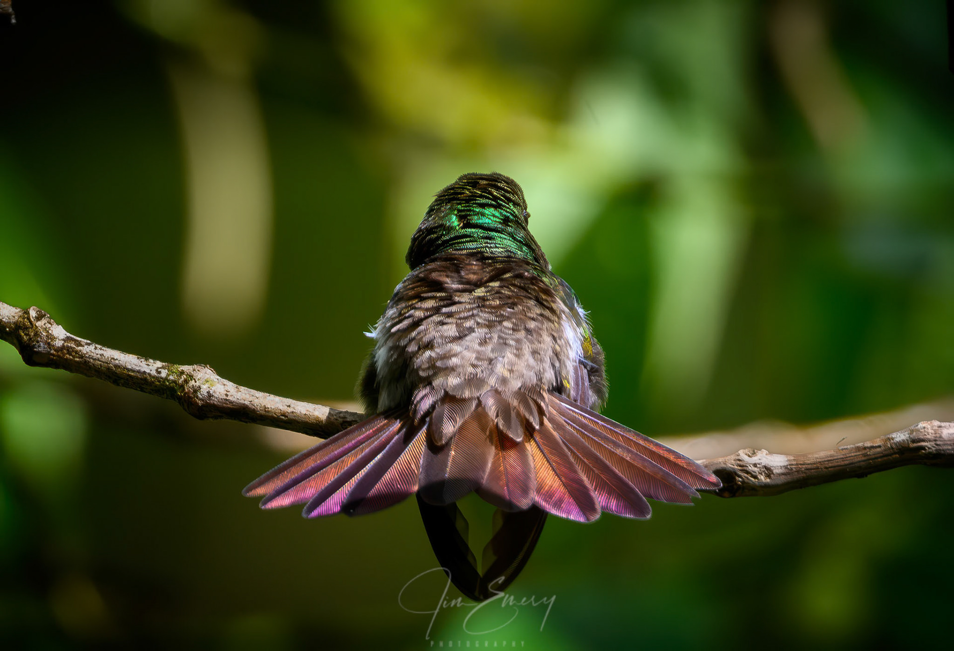 Snowy-bellied Hummingbird