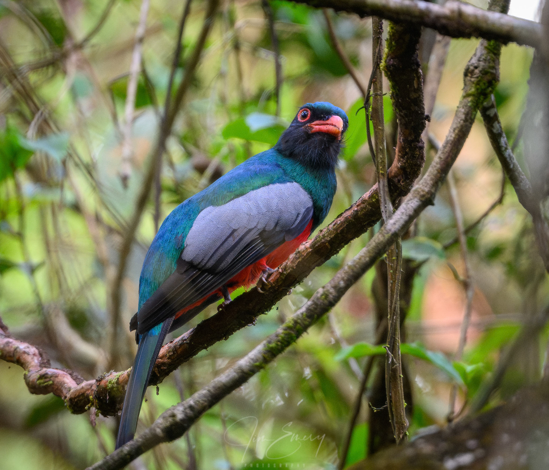 Male Slaty-tailed Trogon