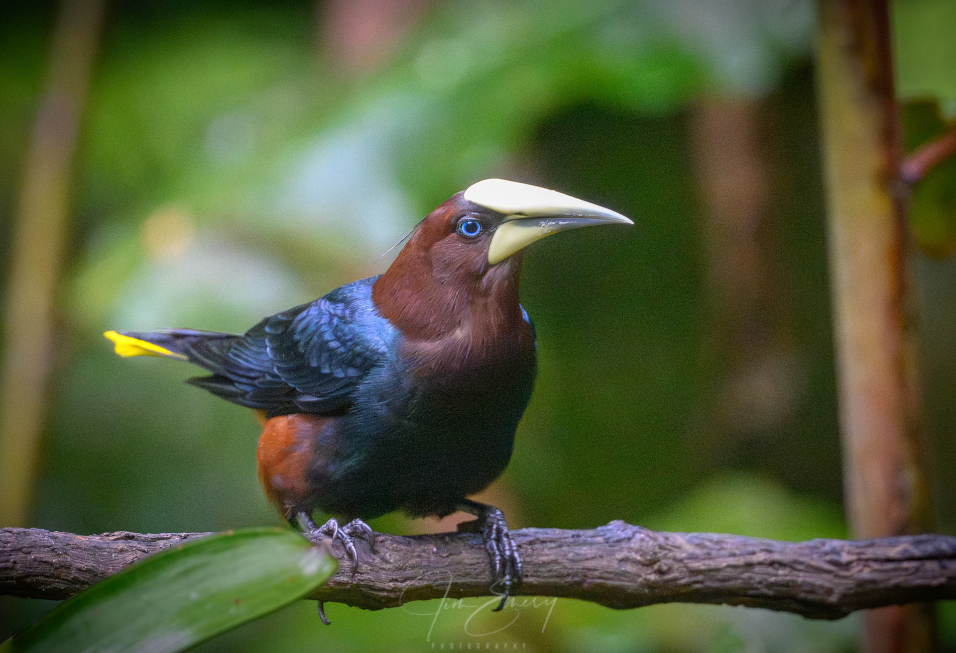 Chestnut-headed oropendola