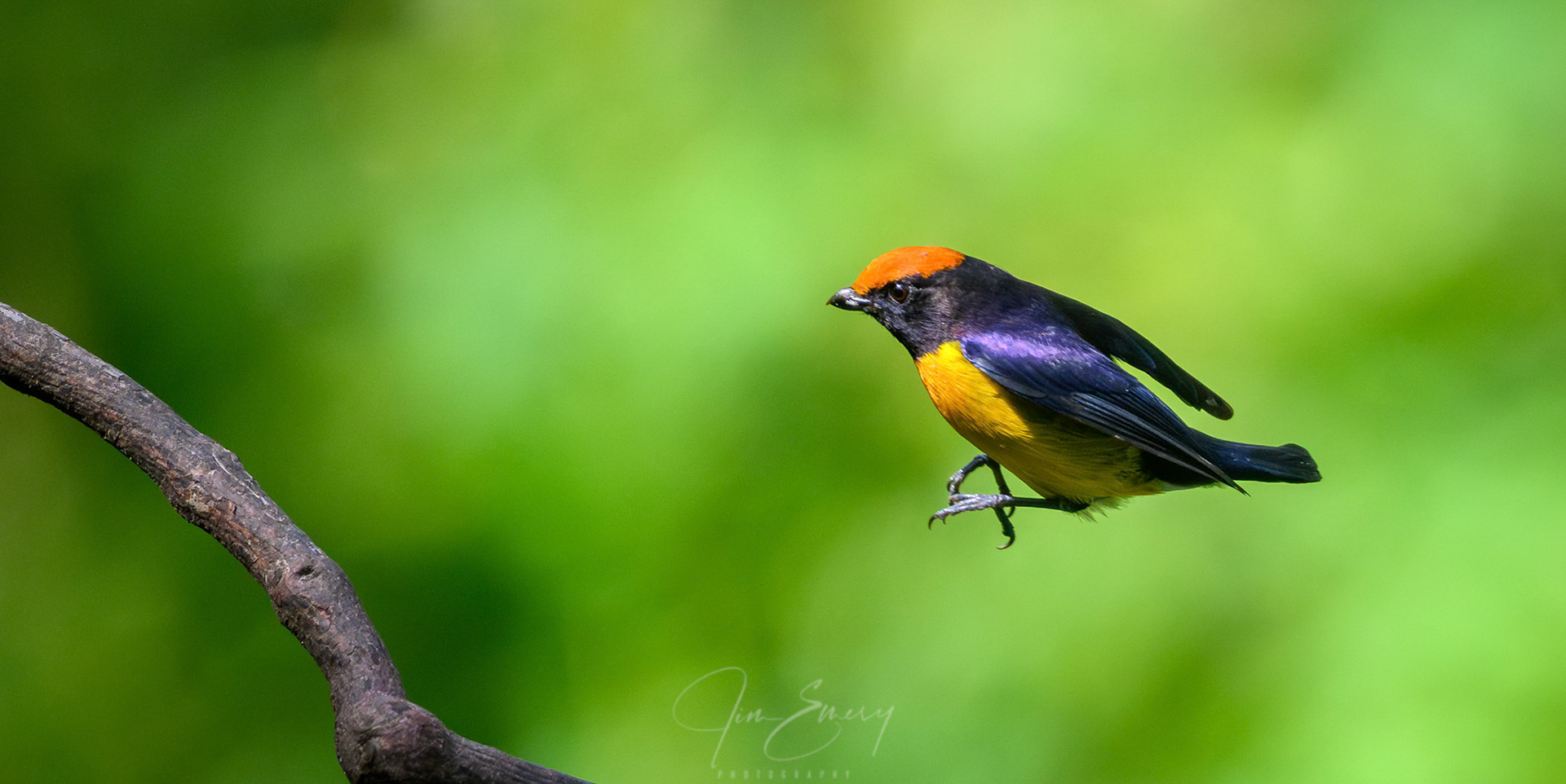 Tawny-capped Euphonia