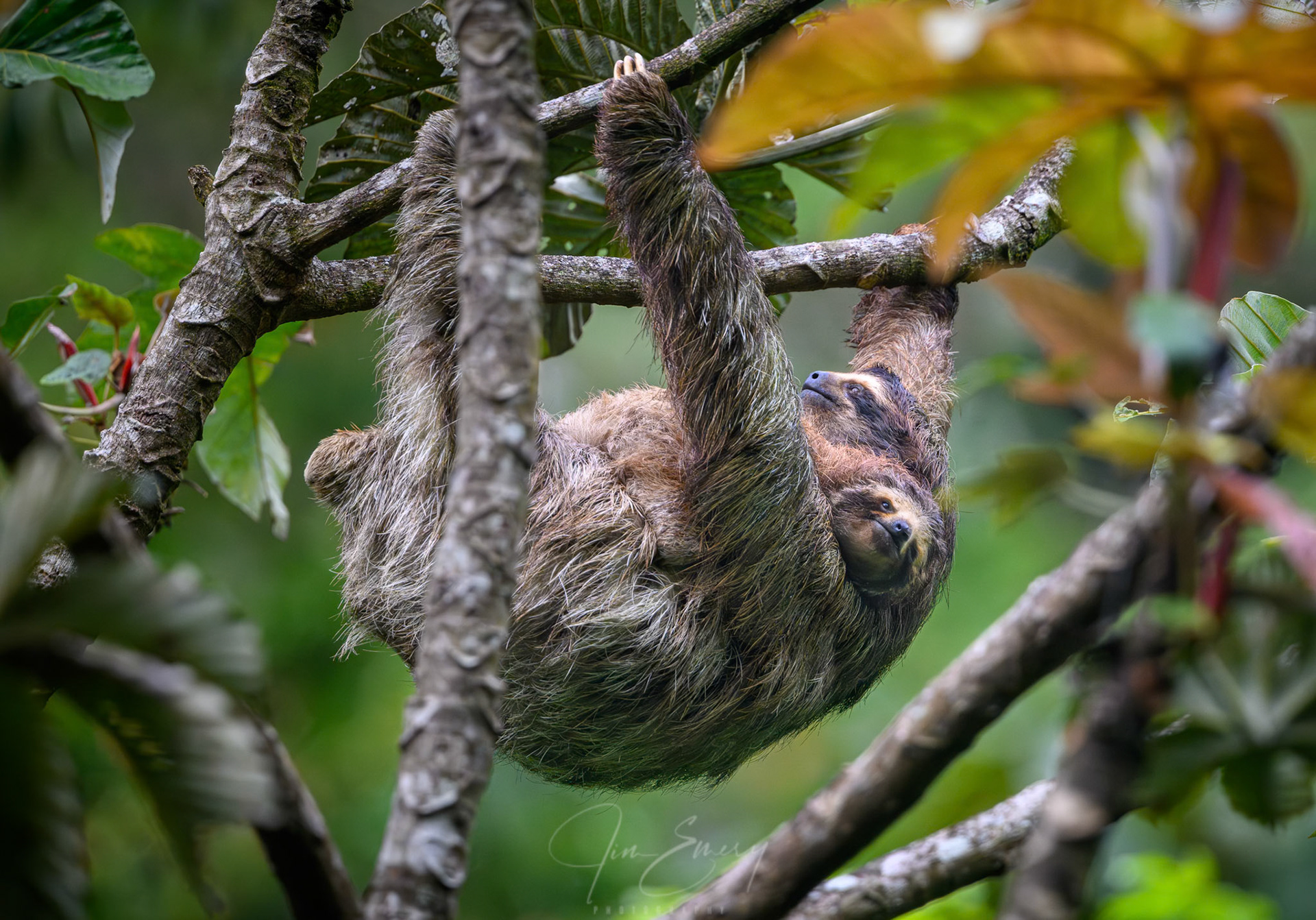 Mother and Baby Three-toed Sloth