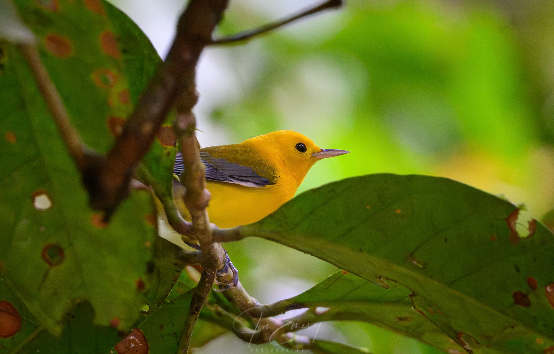 Prothonotary Warbler