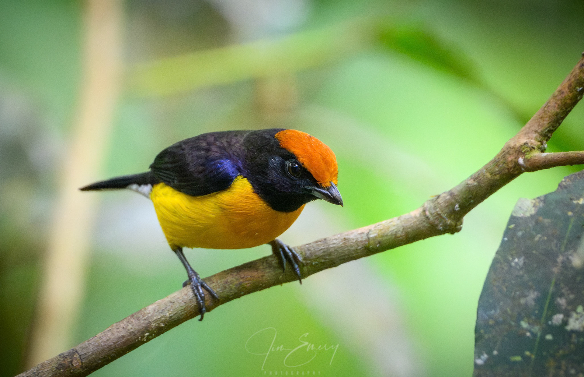 Tawny-capped Euphonia