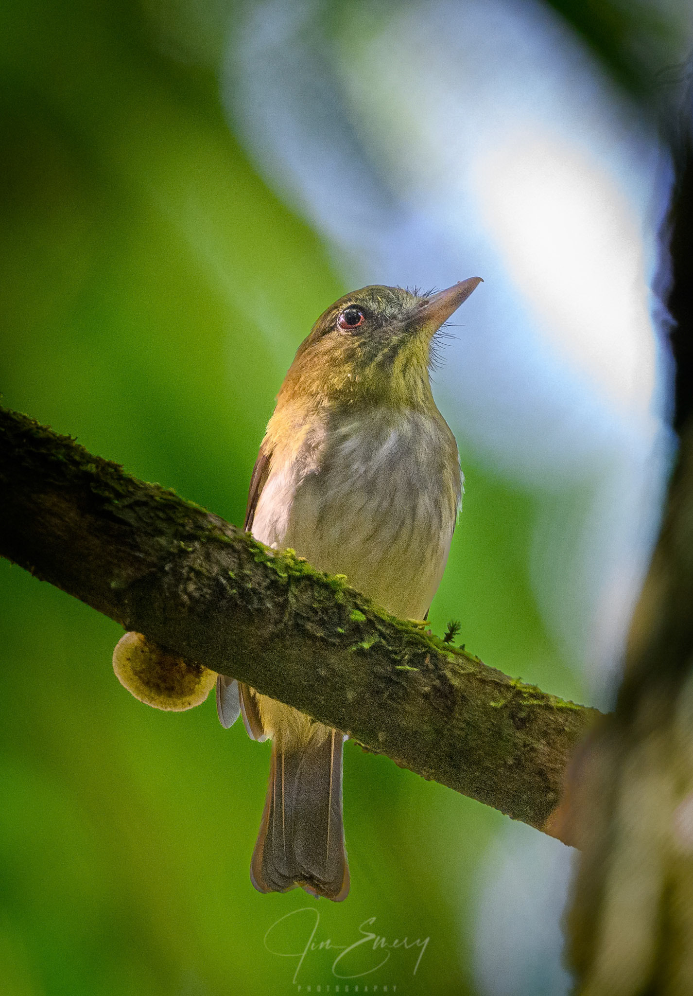 Bright-rumped Attila (Attila spadiceus)