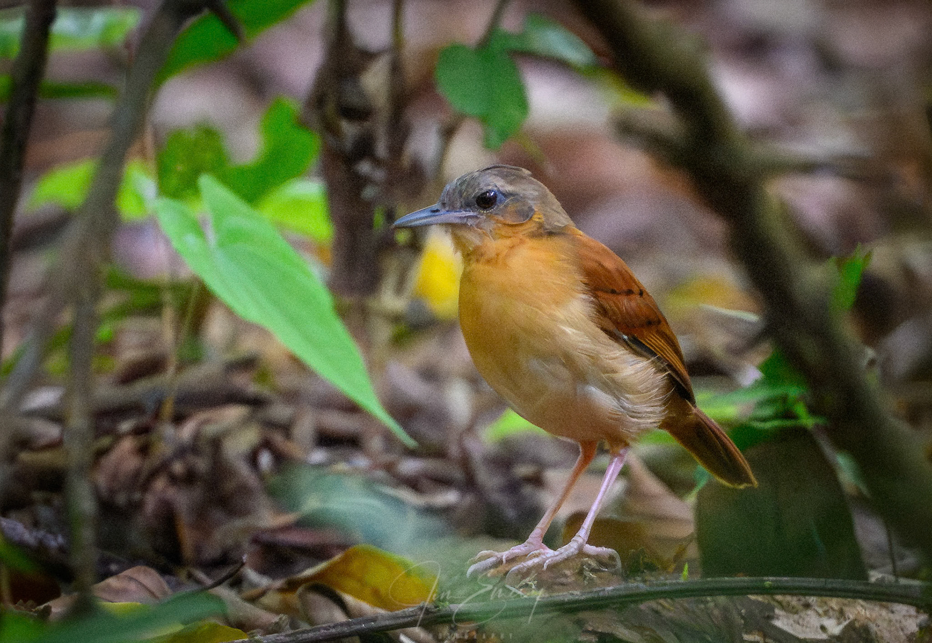 White-bellied Antbird