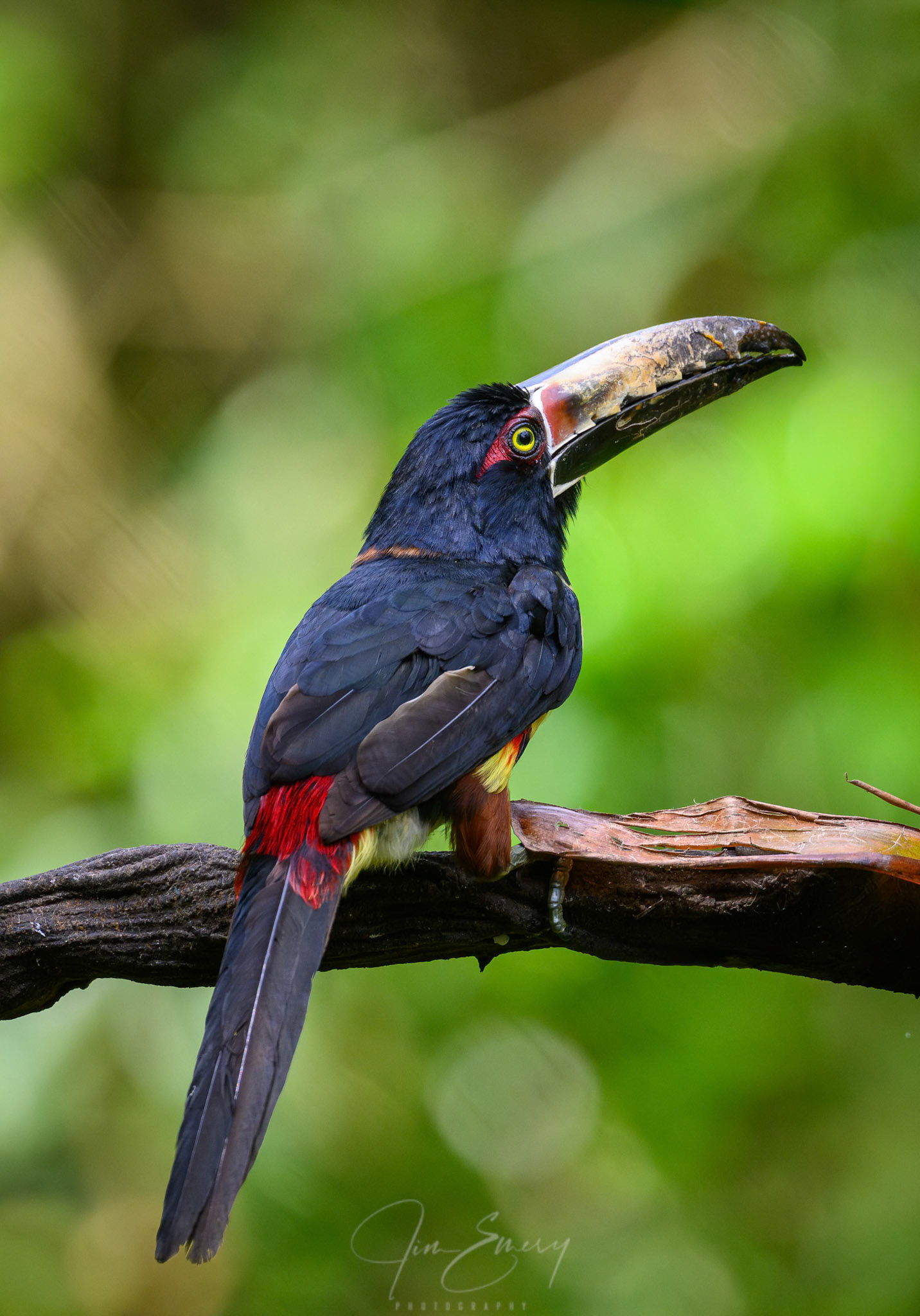 Collared Aracari (Pteroglossus torquatus)