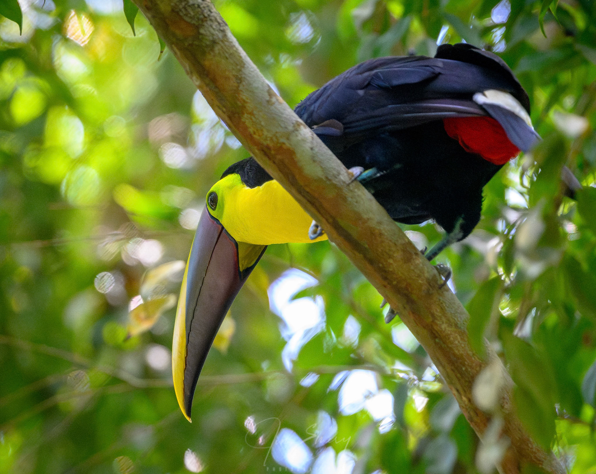 Yellow-throated Toucan