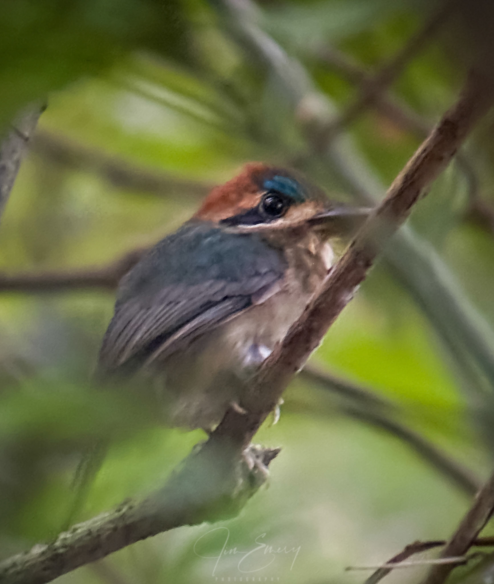 Toady Motmot (Digiscoped)