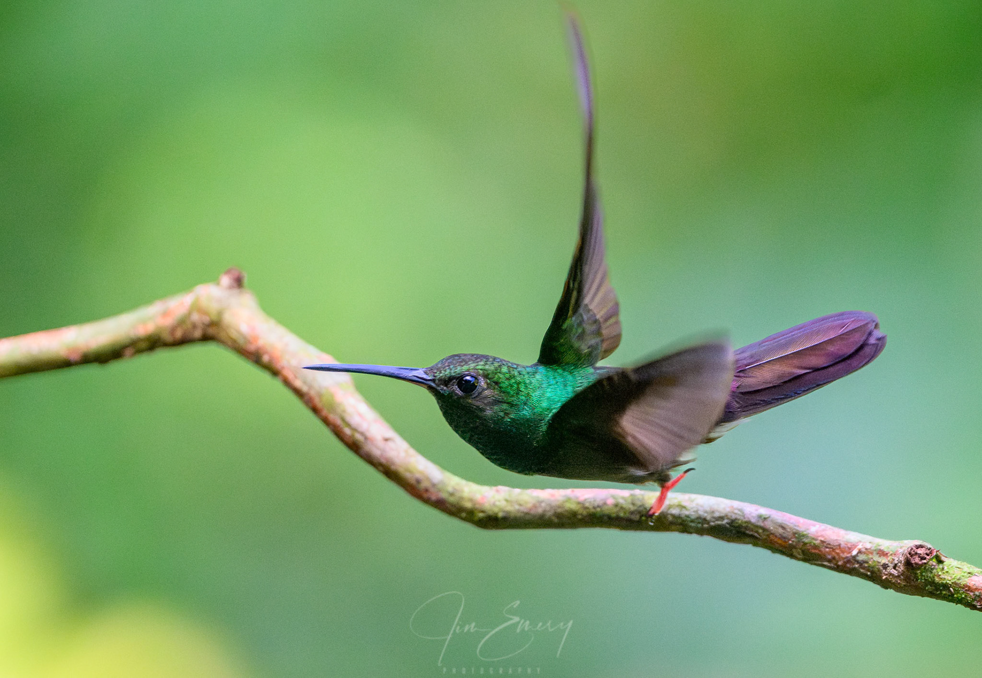 Bronze-tailed Plumeleteer