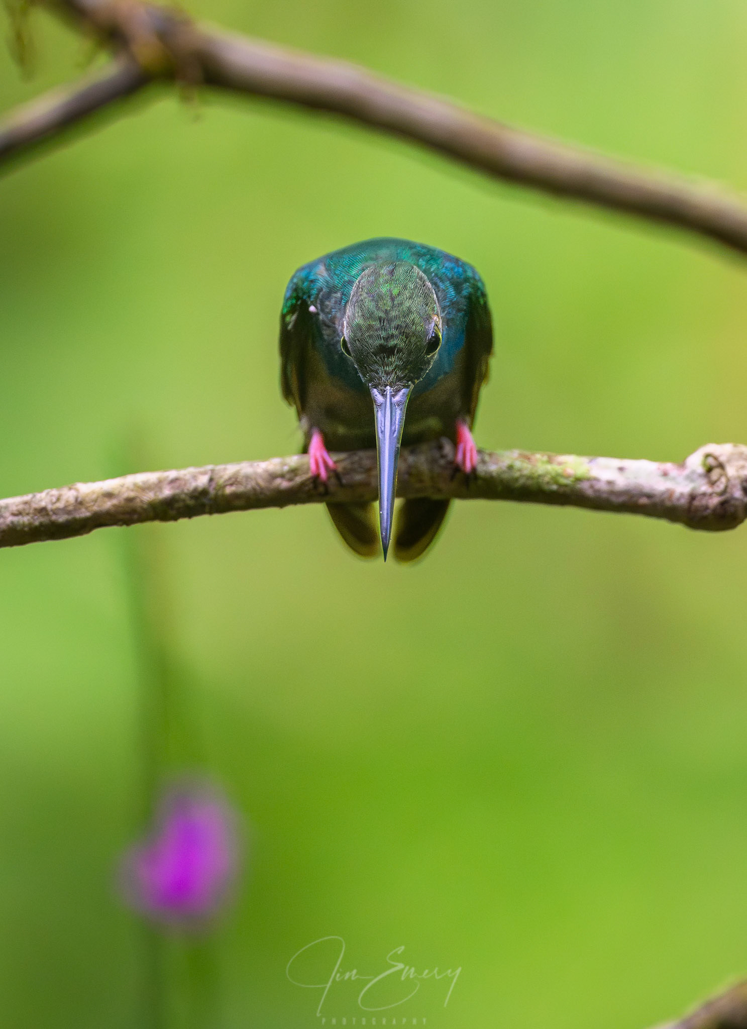 Bronze-tailed Plumeleteer