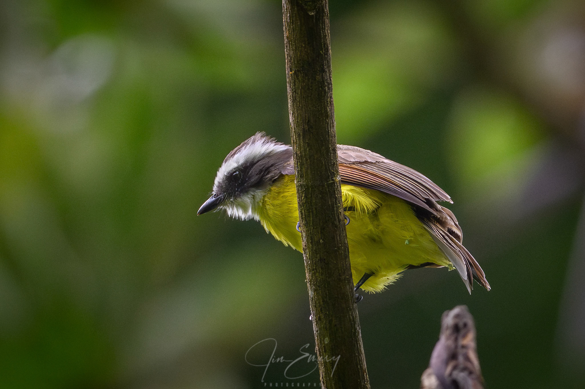 Rusty-margined Flycatcher