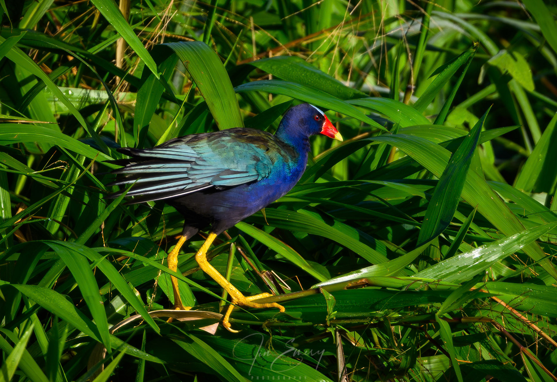 Purple Gallinule