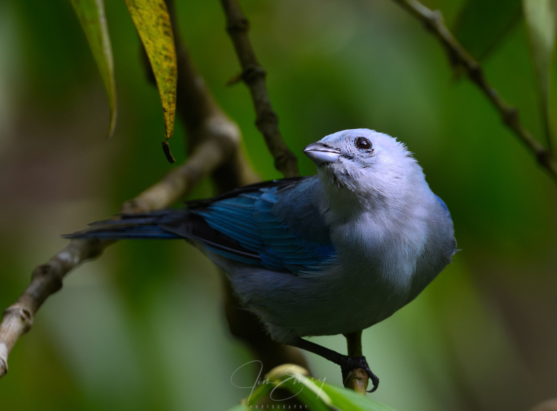 Blue-gray Tanager