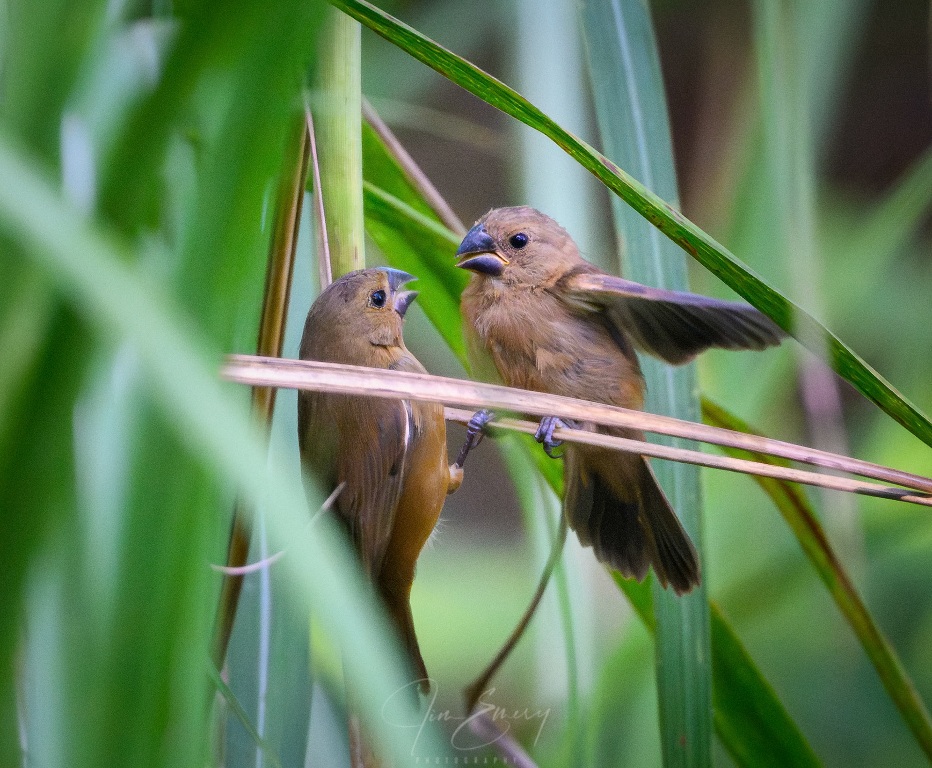 Thick-billed Seed-Finch