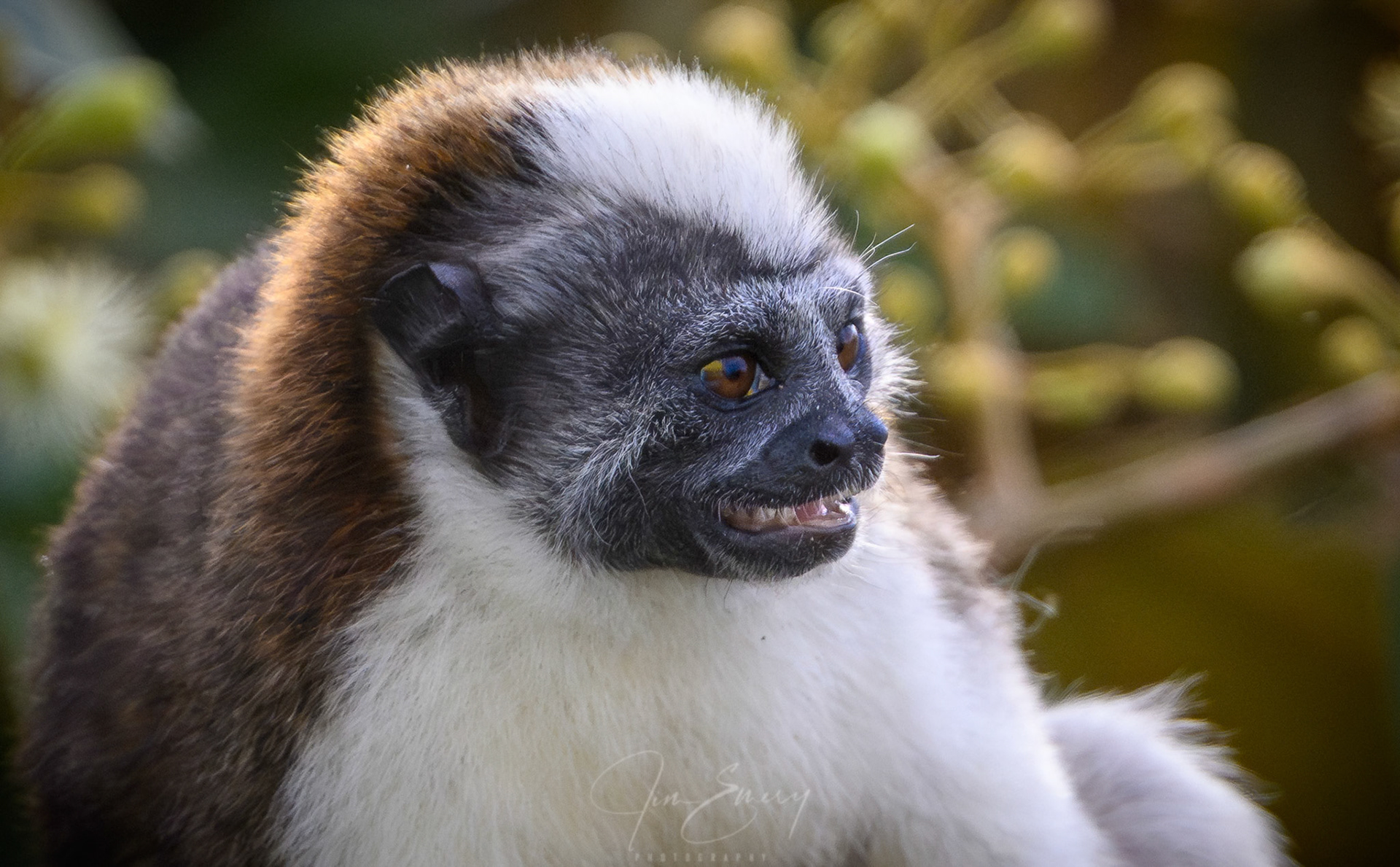 Geoffroy's Tamarin