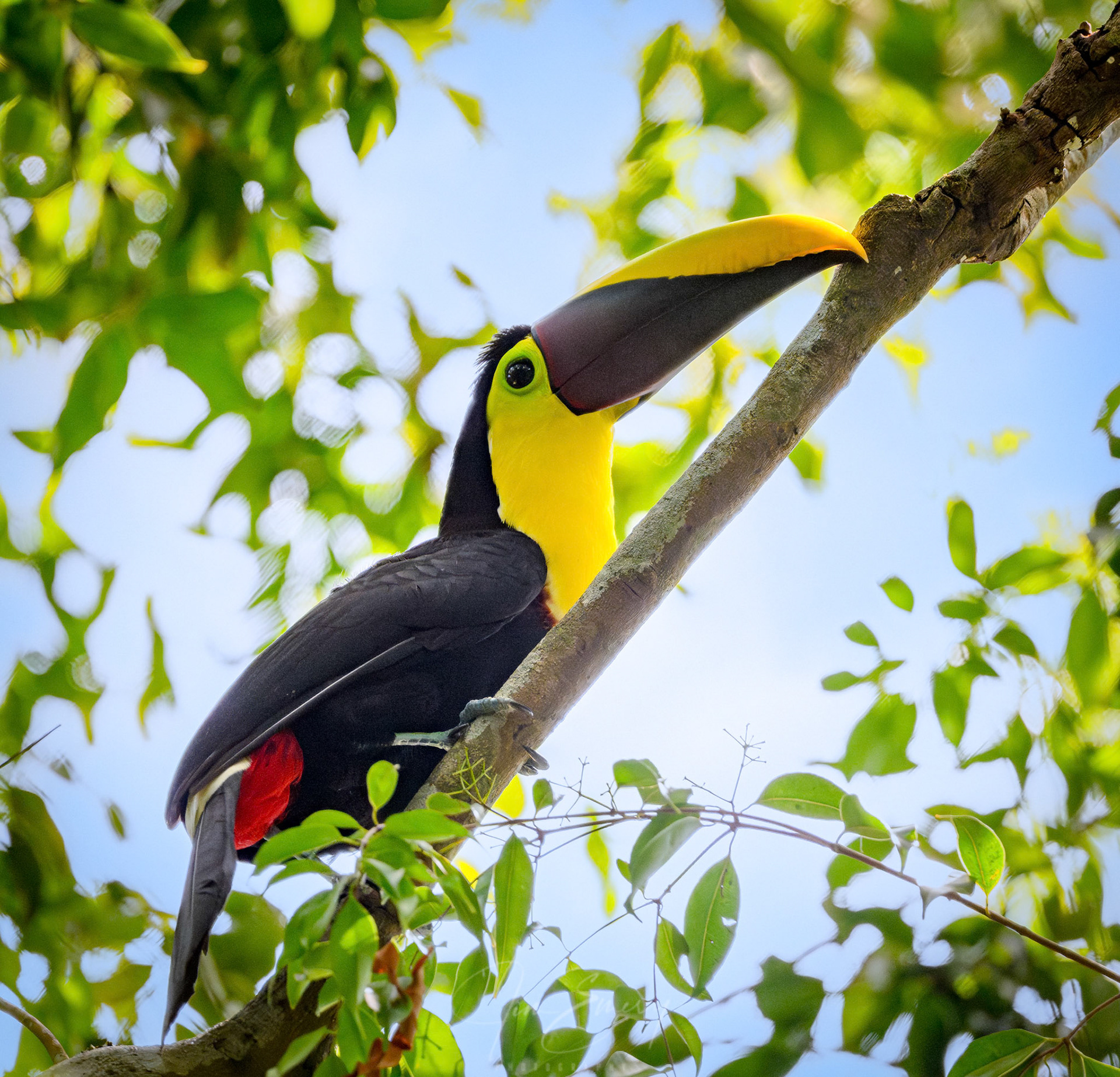 Yellow-throated Toucan